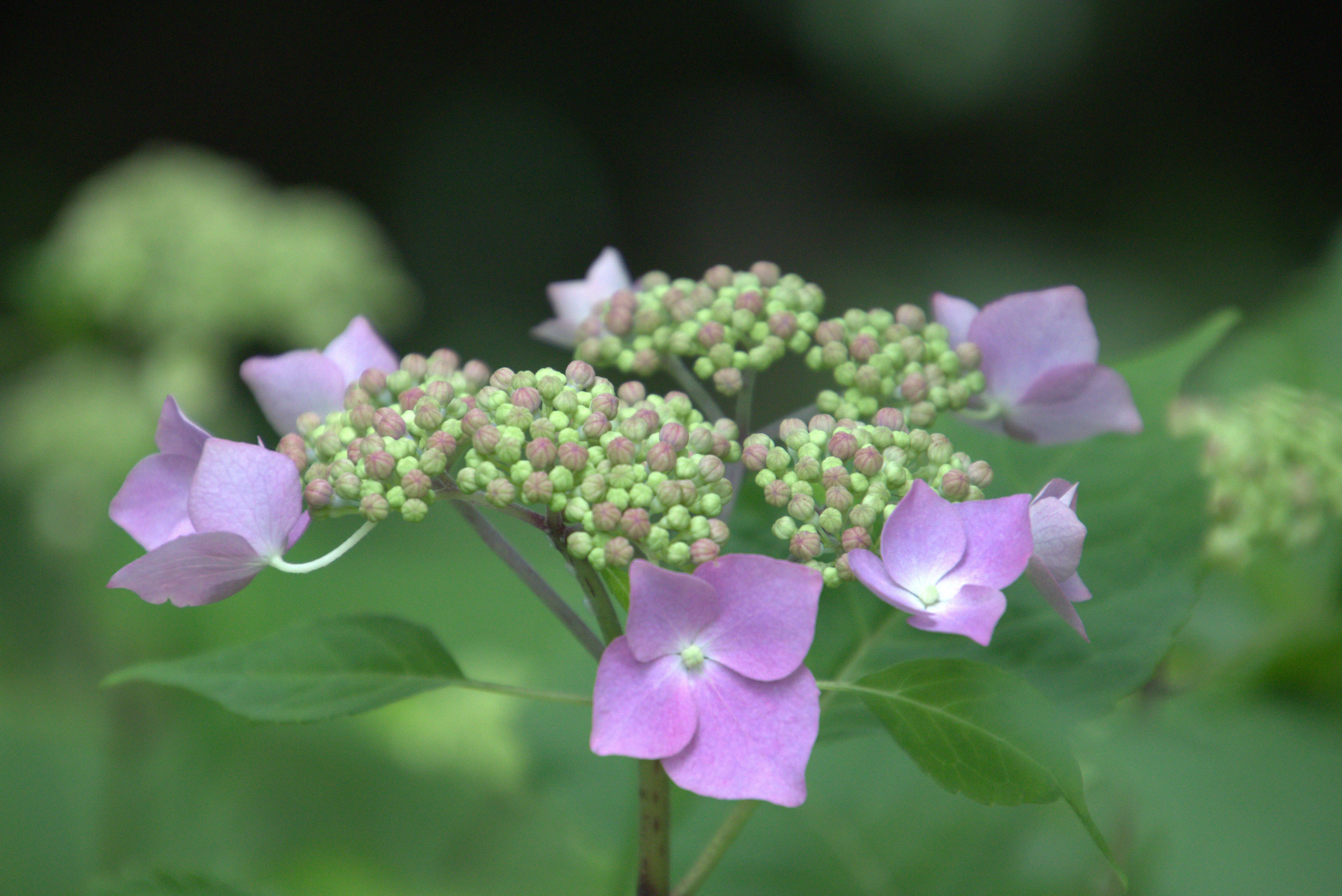 2026年最新】咲き始めの紫陽花（アジサイ）を巡る、初夏の静かな散策