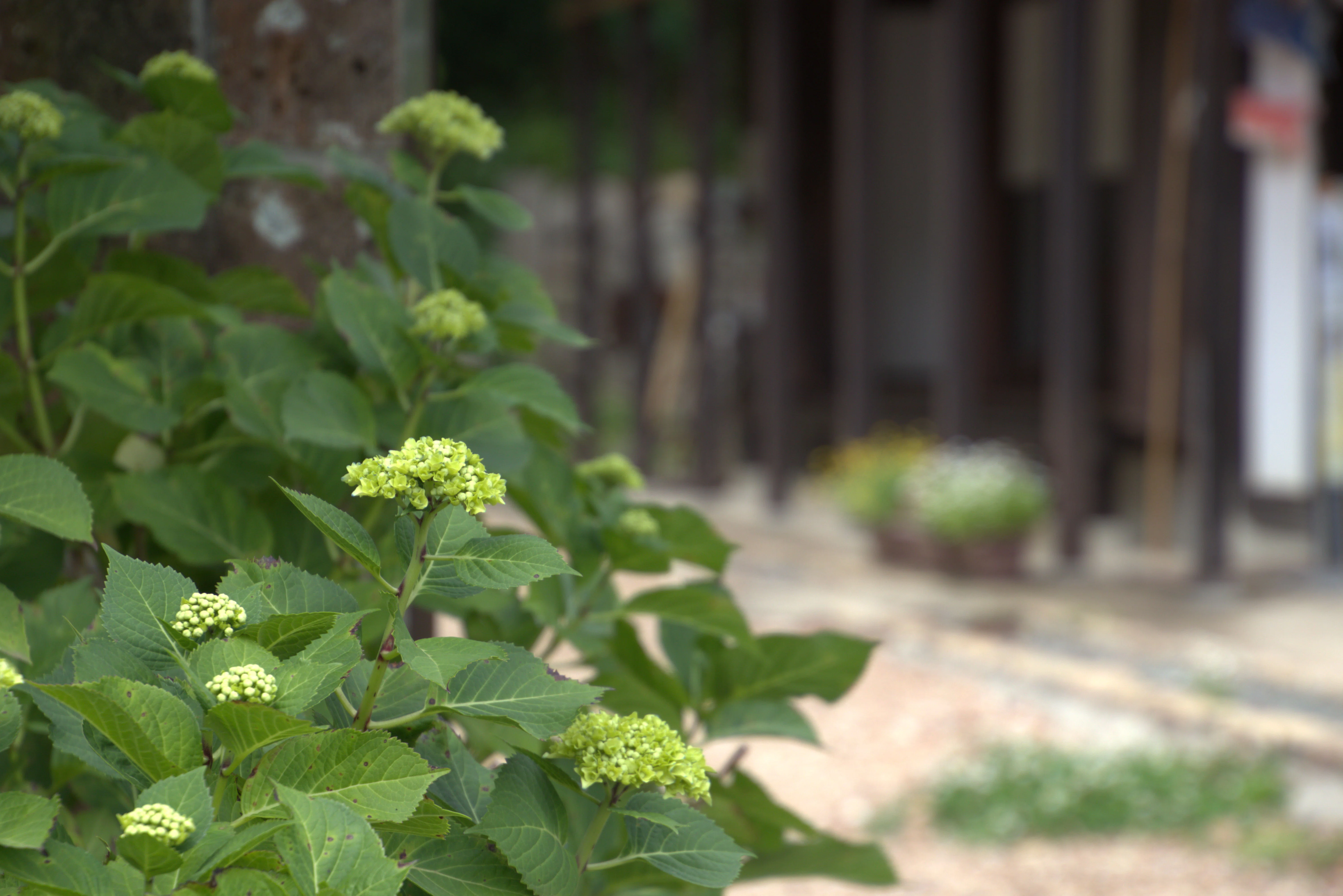 2026年最新】咲き始めの紫陽花（アジサイ）を巡る、初夏の静かな散策