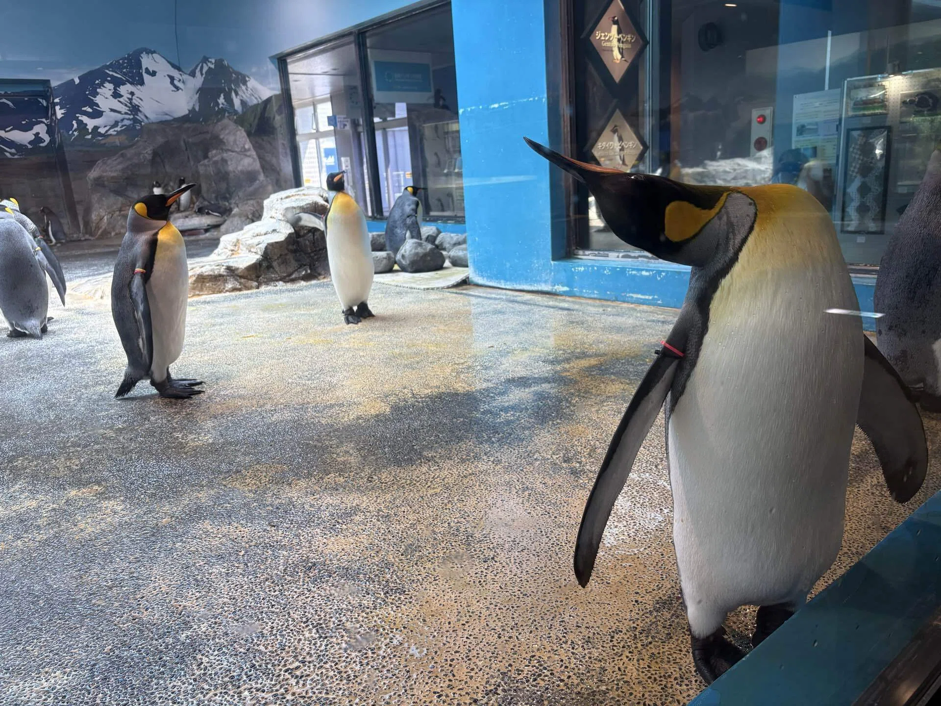 とある水族館に暮らすペンギン達の物語｜もっちょん