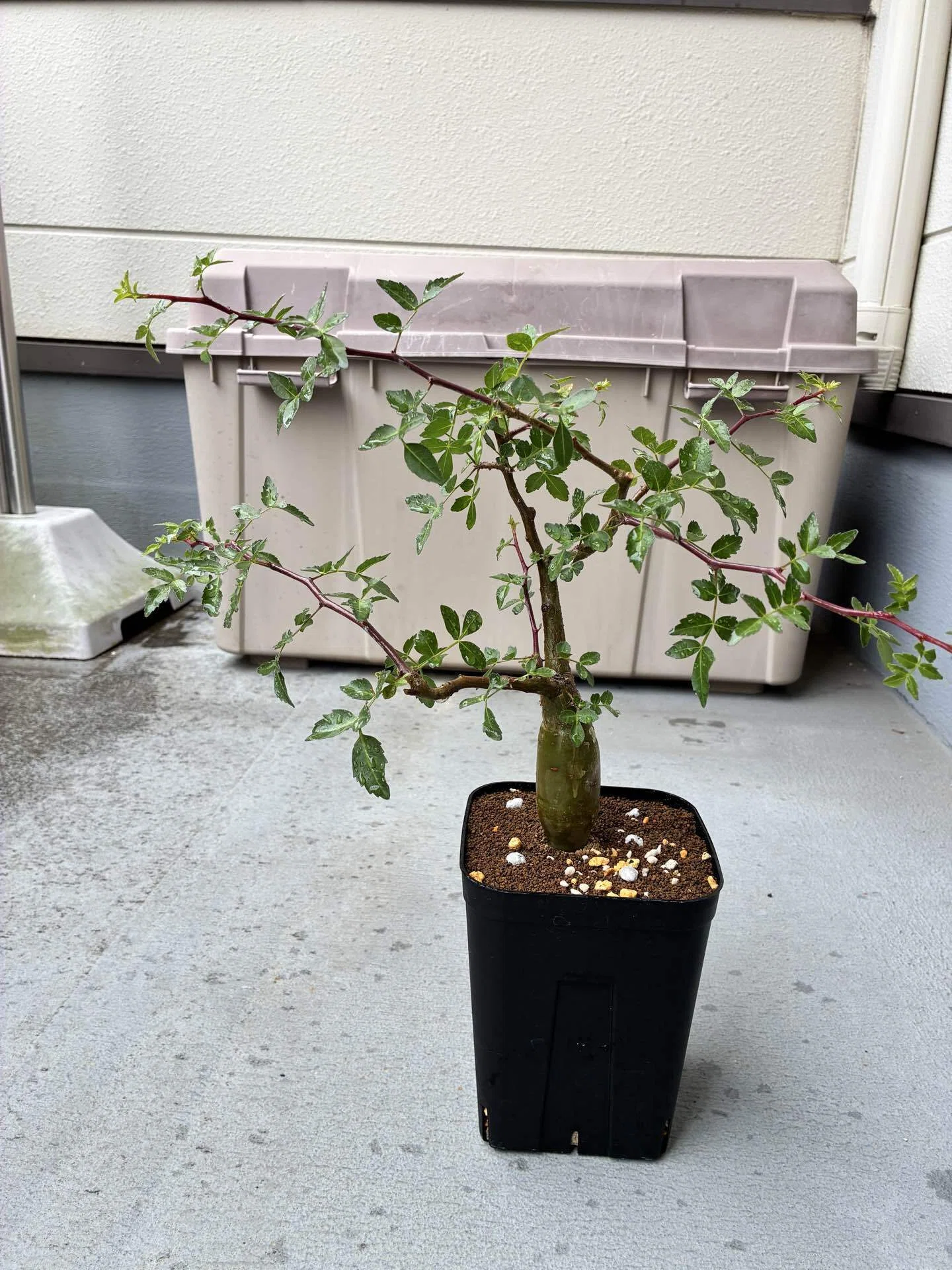 ブルセラファガロイデスで、盆栽屋の真似事してみました。｜半分本気の 