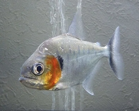 Serrasalmus manueli ピラニア・マヌエリの呼称について｜sato