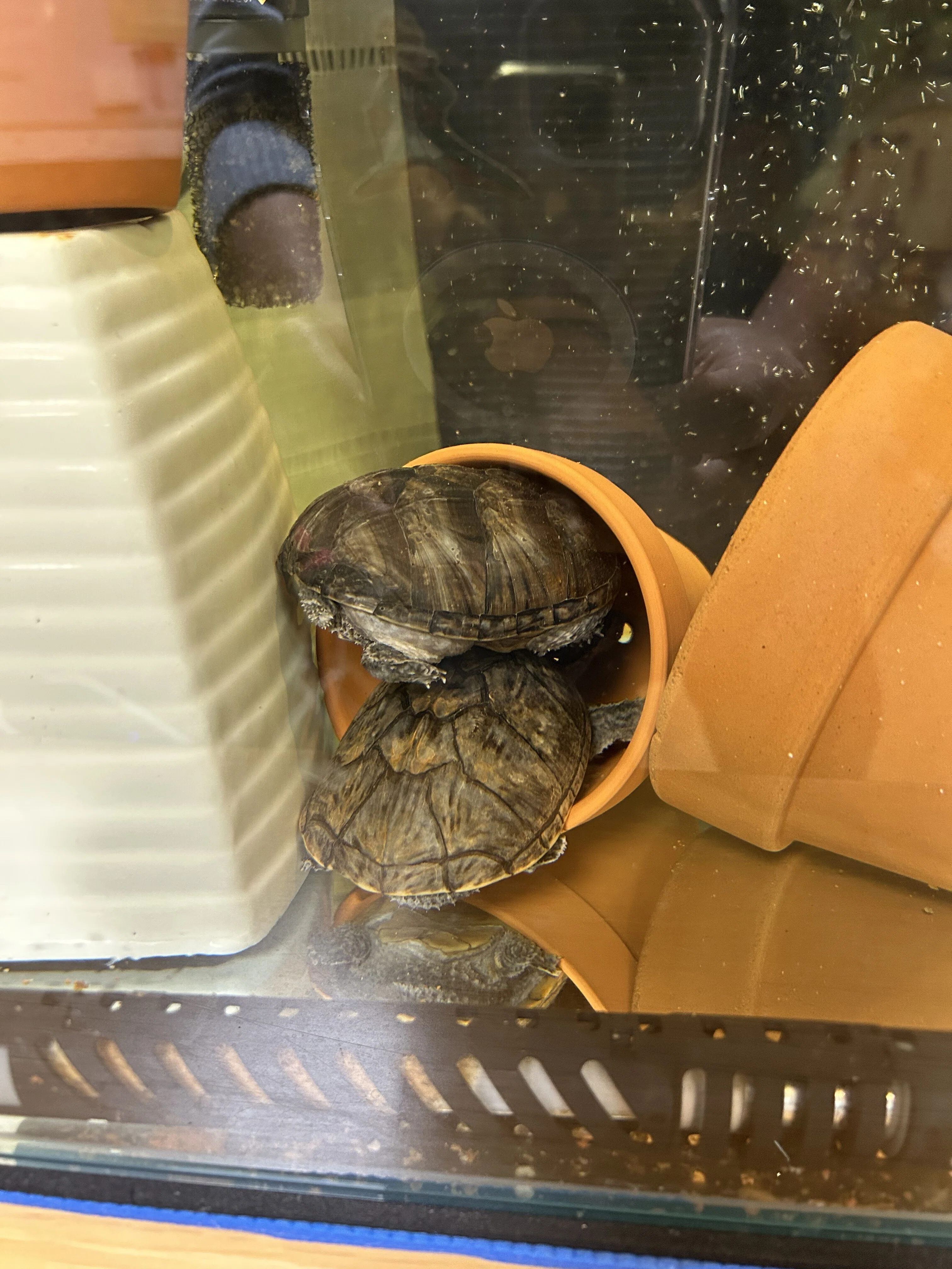 ミシシッピニオイガメ飼育のすすめ④｜HISAKO SAITO