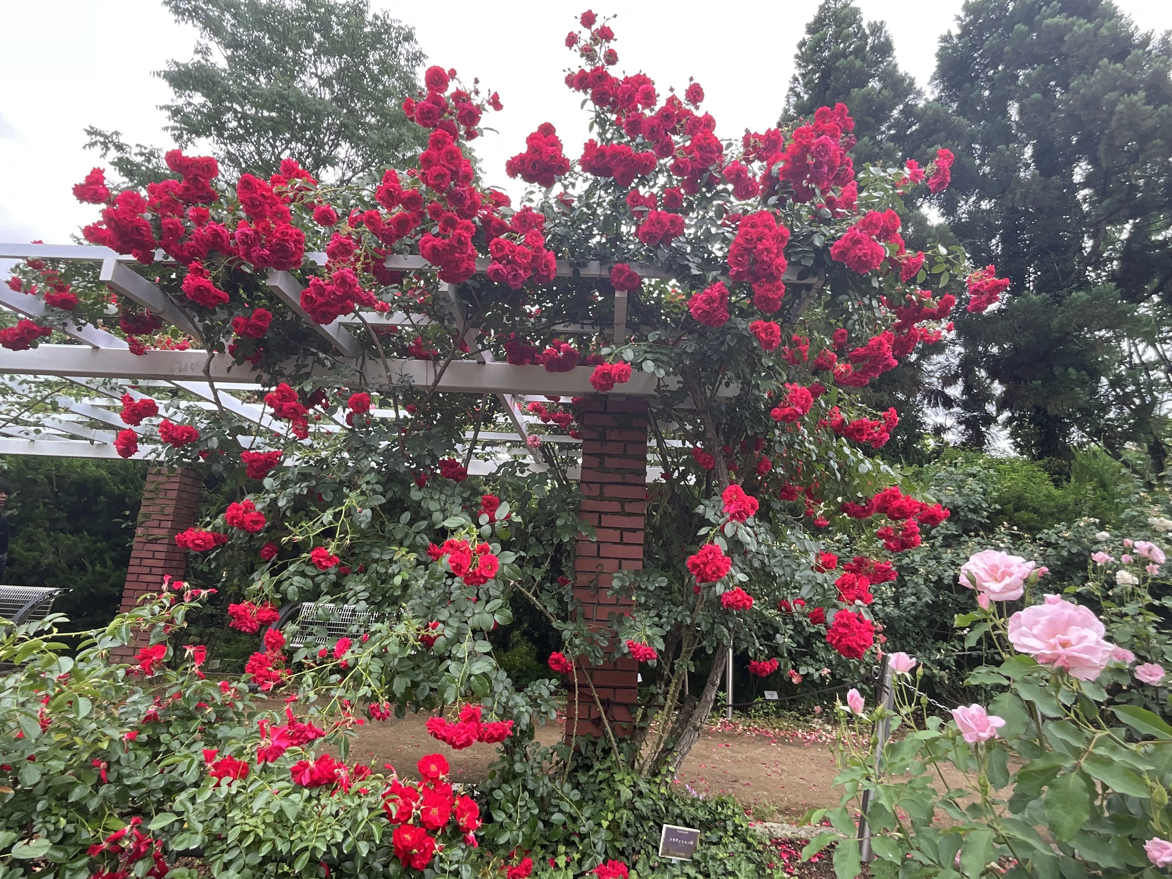 トラディション95（京都府立植物園）：2026年5月30日（土）｜藤井秀昭