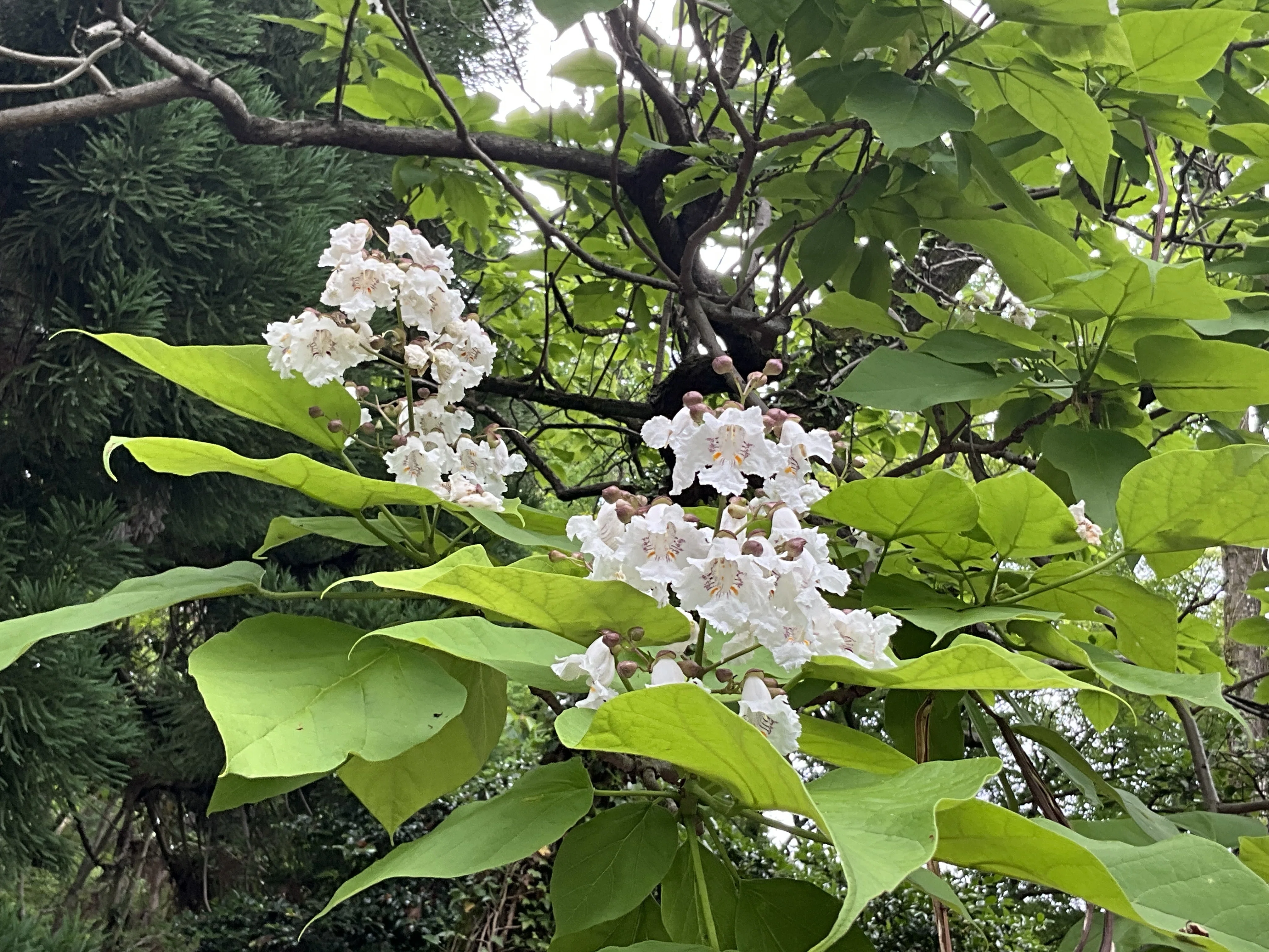 Southern Catalpa (Kyoto Botanical Garden) No.7: May 28, 2026