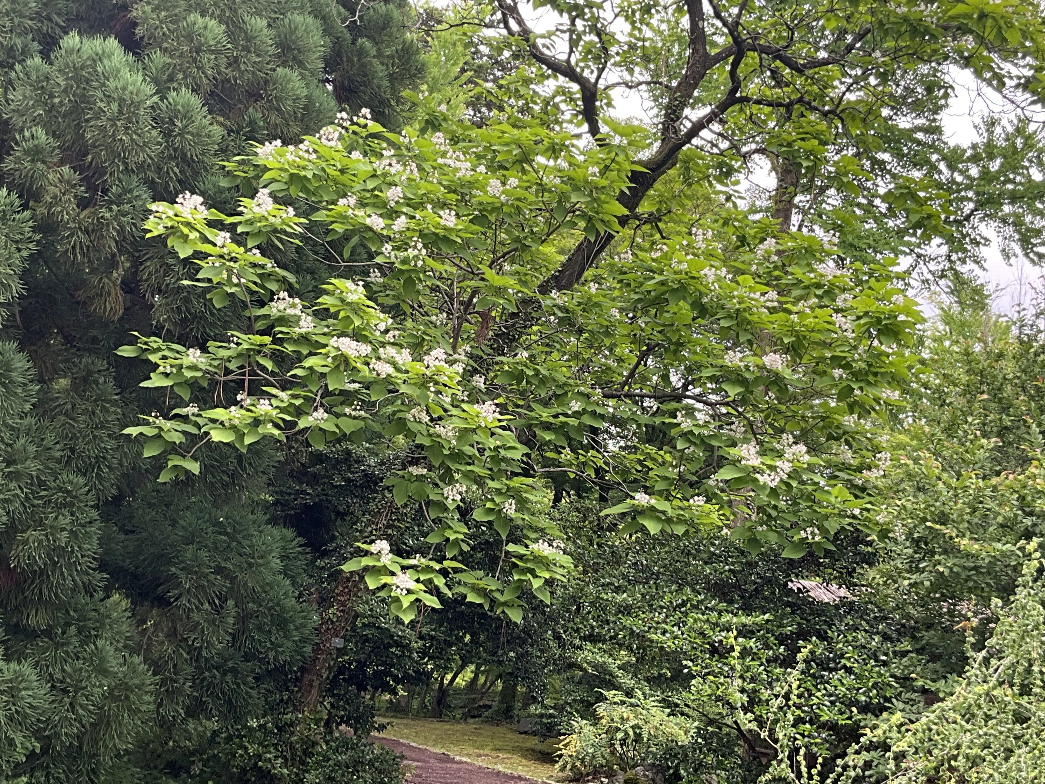 Southern Catalpa (Kyoto Botanical Garden) No.7: May 28, 2026