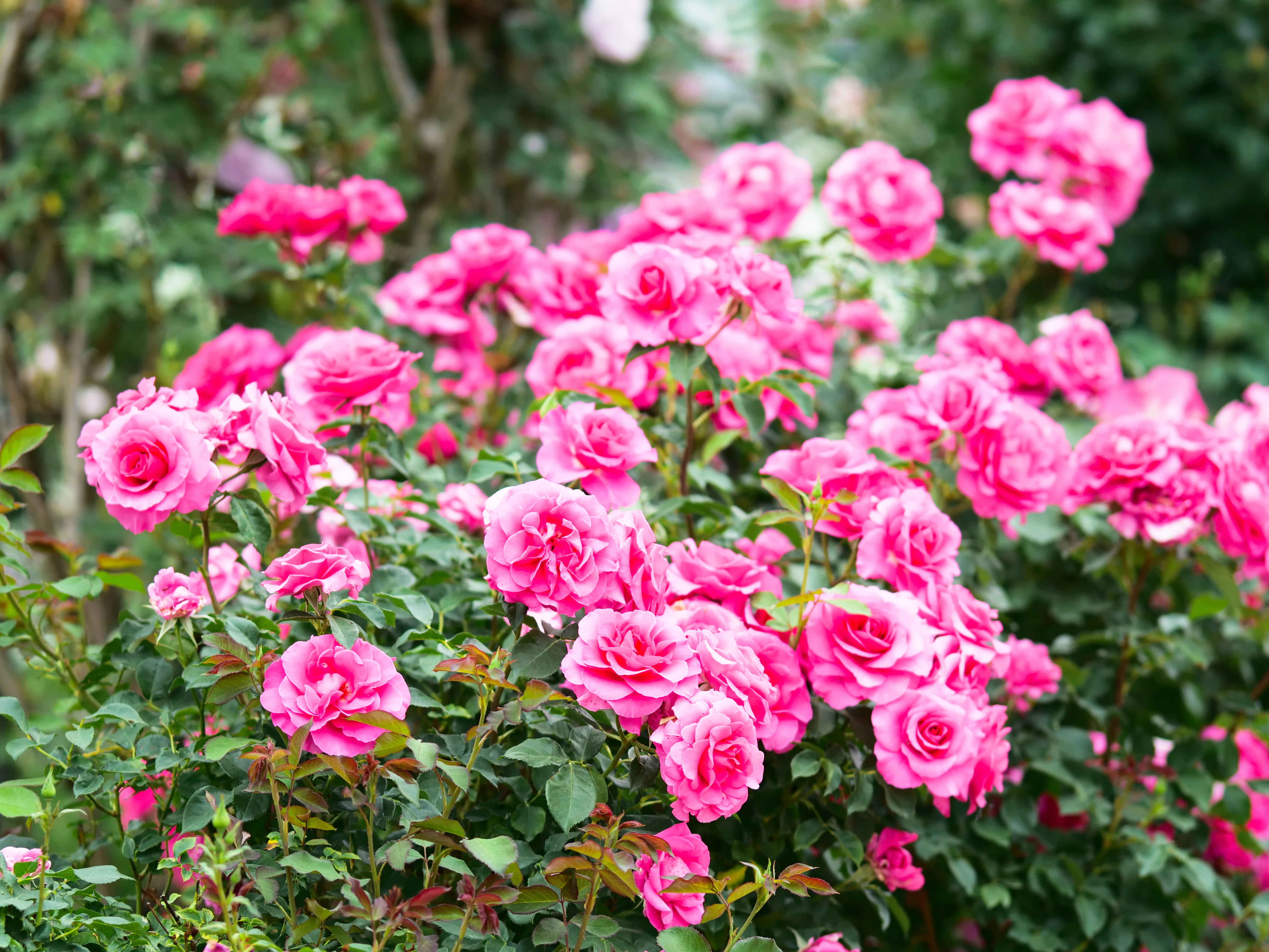 ♯74 薔薇尽くし⑤｜dai