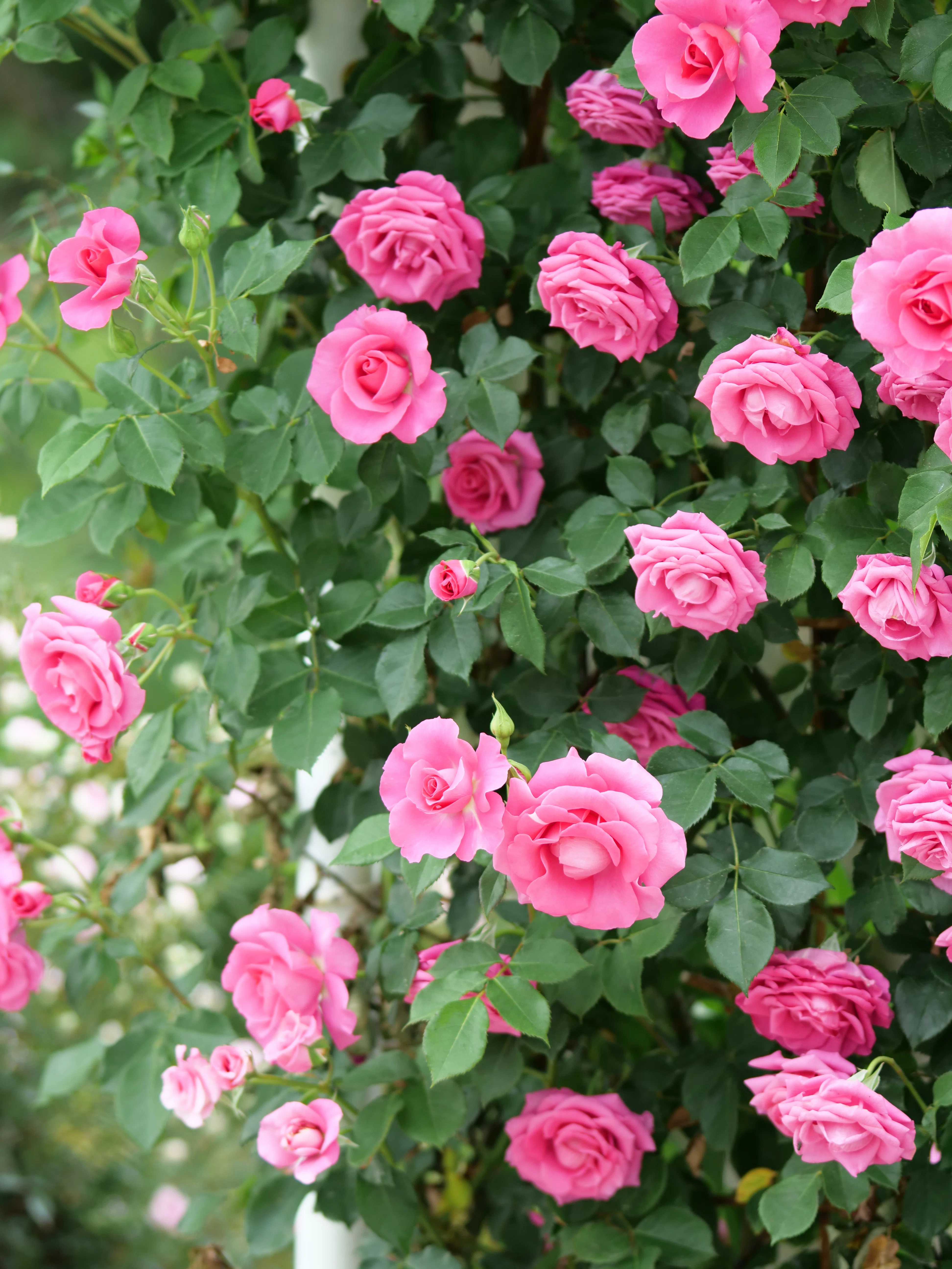 ♯74 薔薇尽くし⑤｜dai