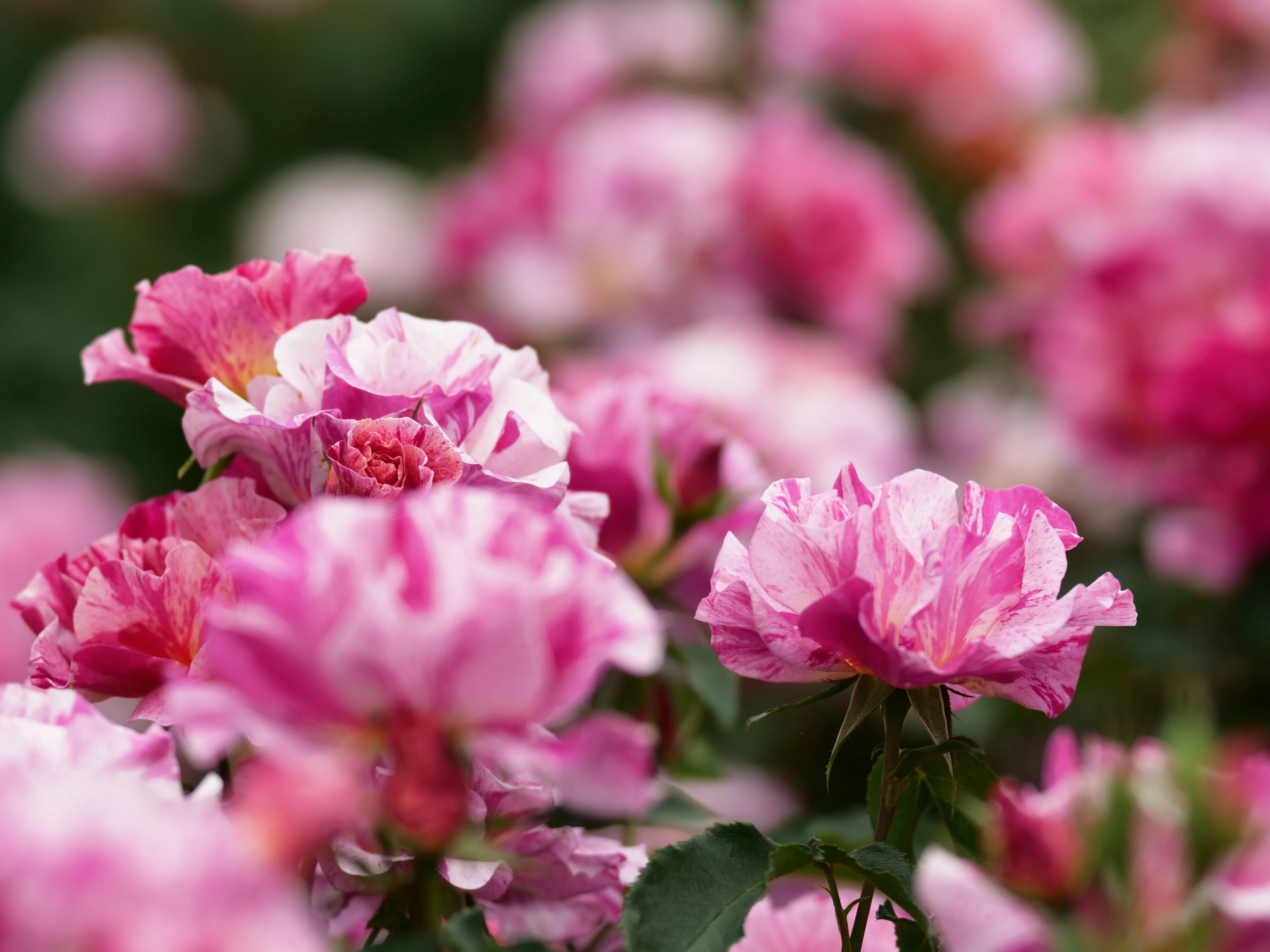 ♯74 薔薇尽くし⑤｜dai