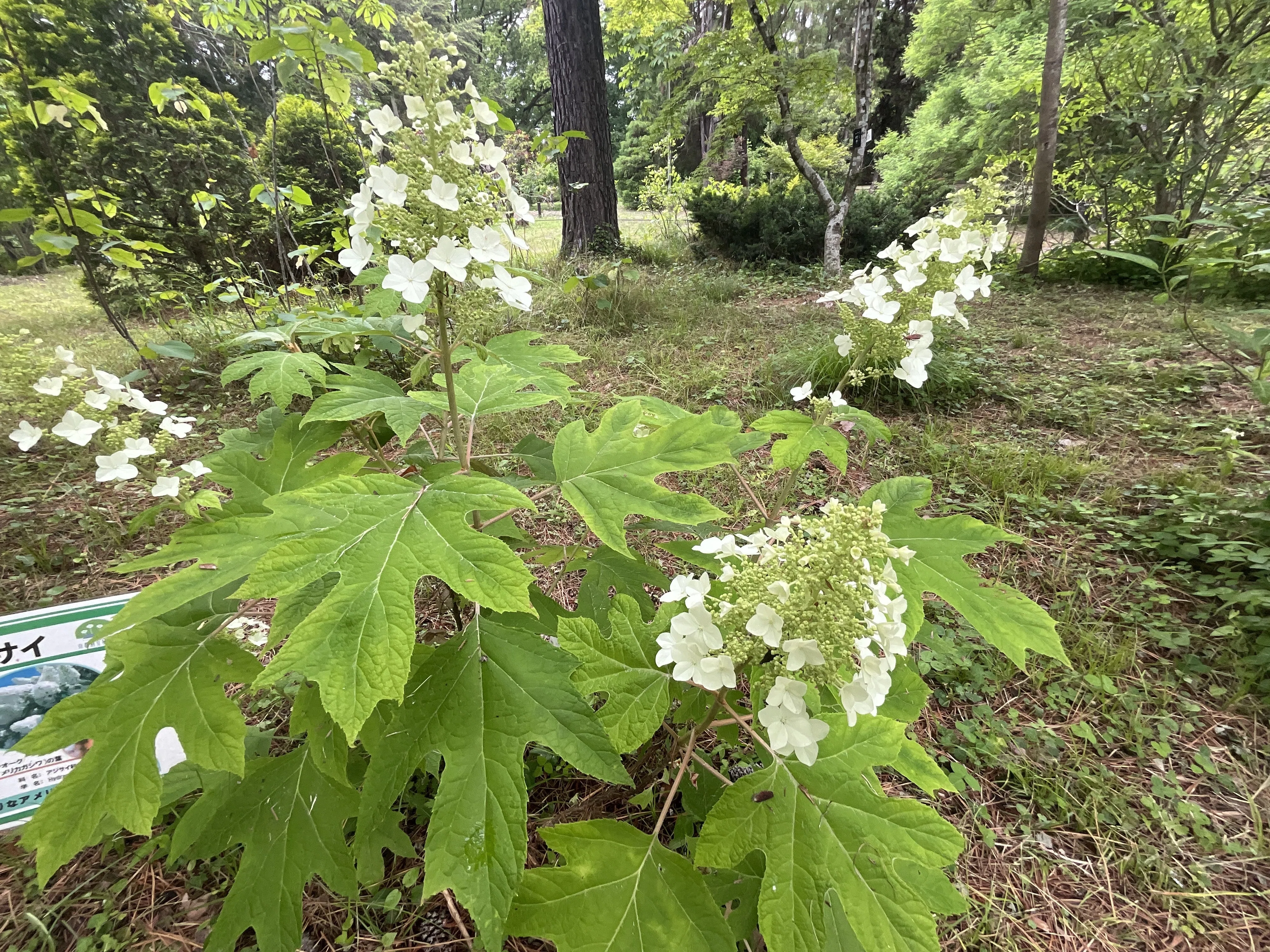 カシワバアジサイ（京都府立植物園）：2026年5月28日（木）｜藤井秀昭