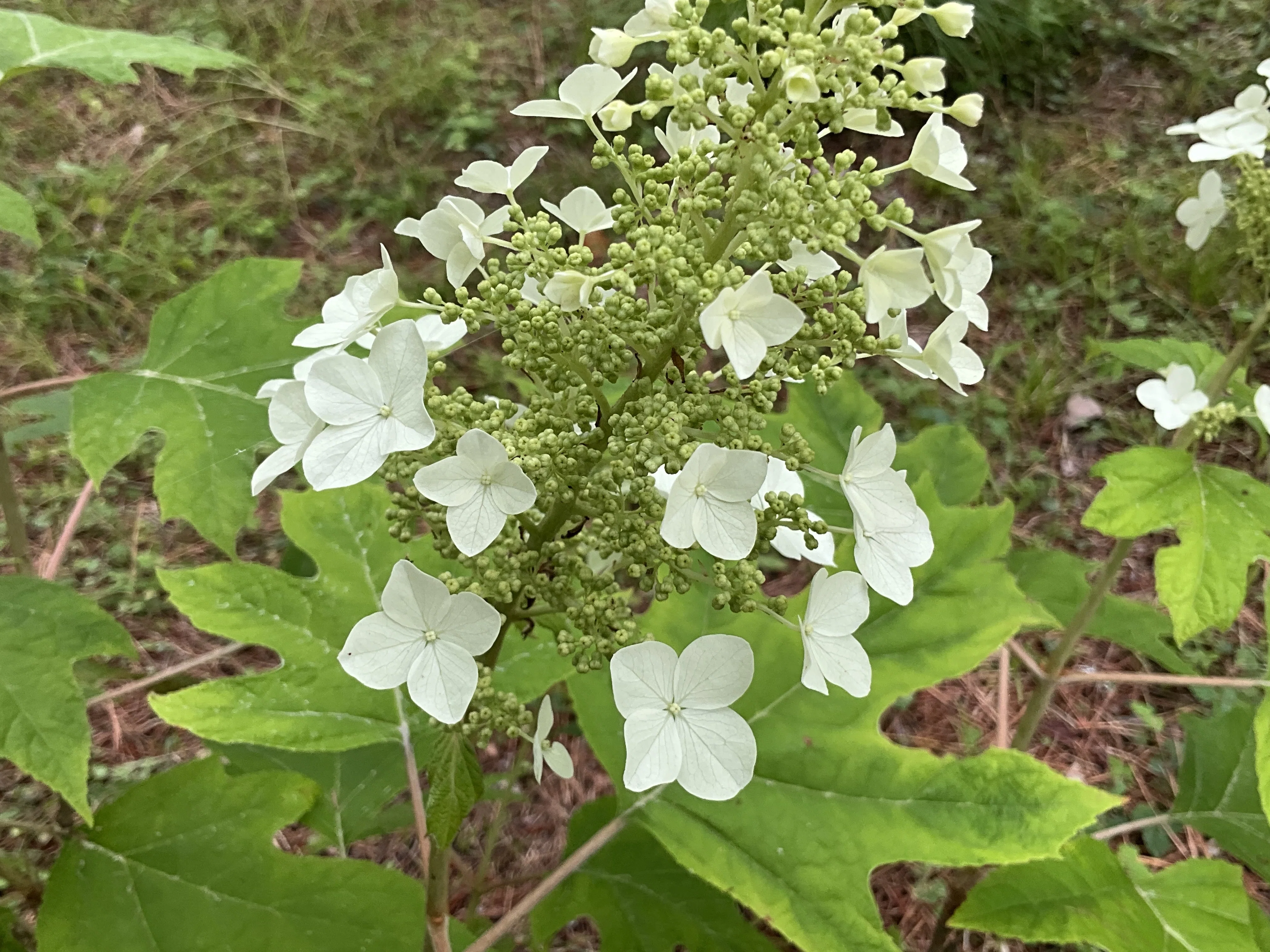 カシワバアジサイ（京都府立植物園）：2026年5月28日（木）｜藤井秀昭