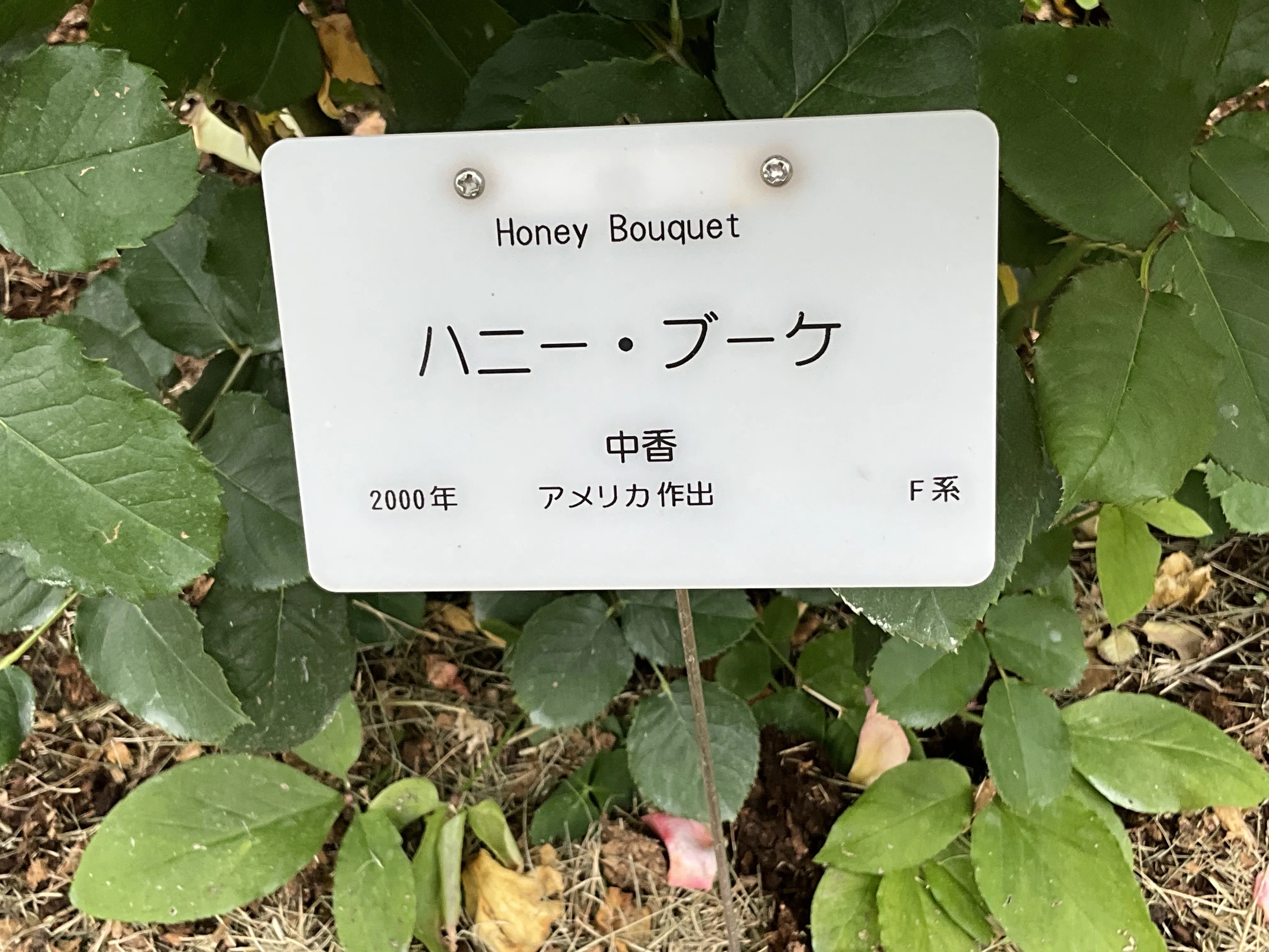 ハニー・ブーケ（京都府立植物園）：2026年5月28日（木）｜藤井秀昭