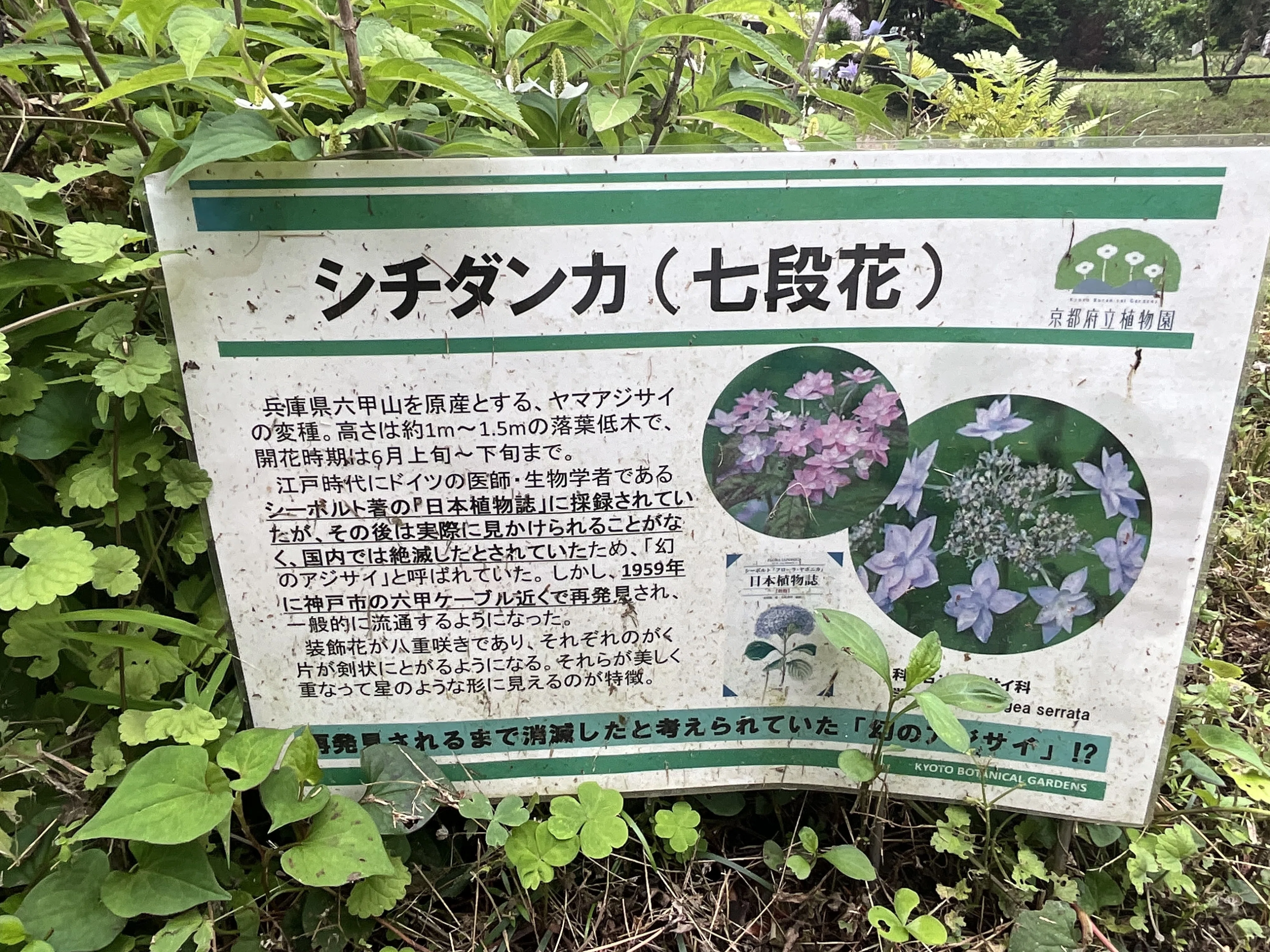 七段花（京都府立植物園）：2026年6月1日（月）｜藤井秀昭（『京都居候
