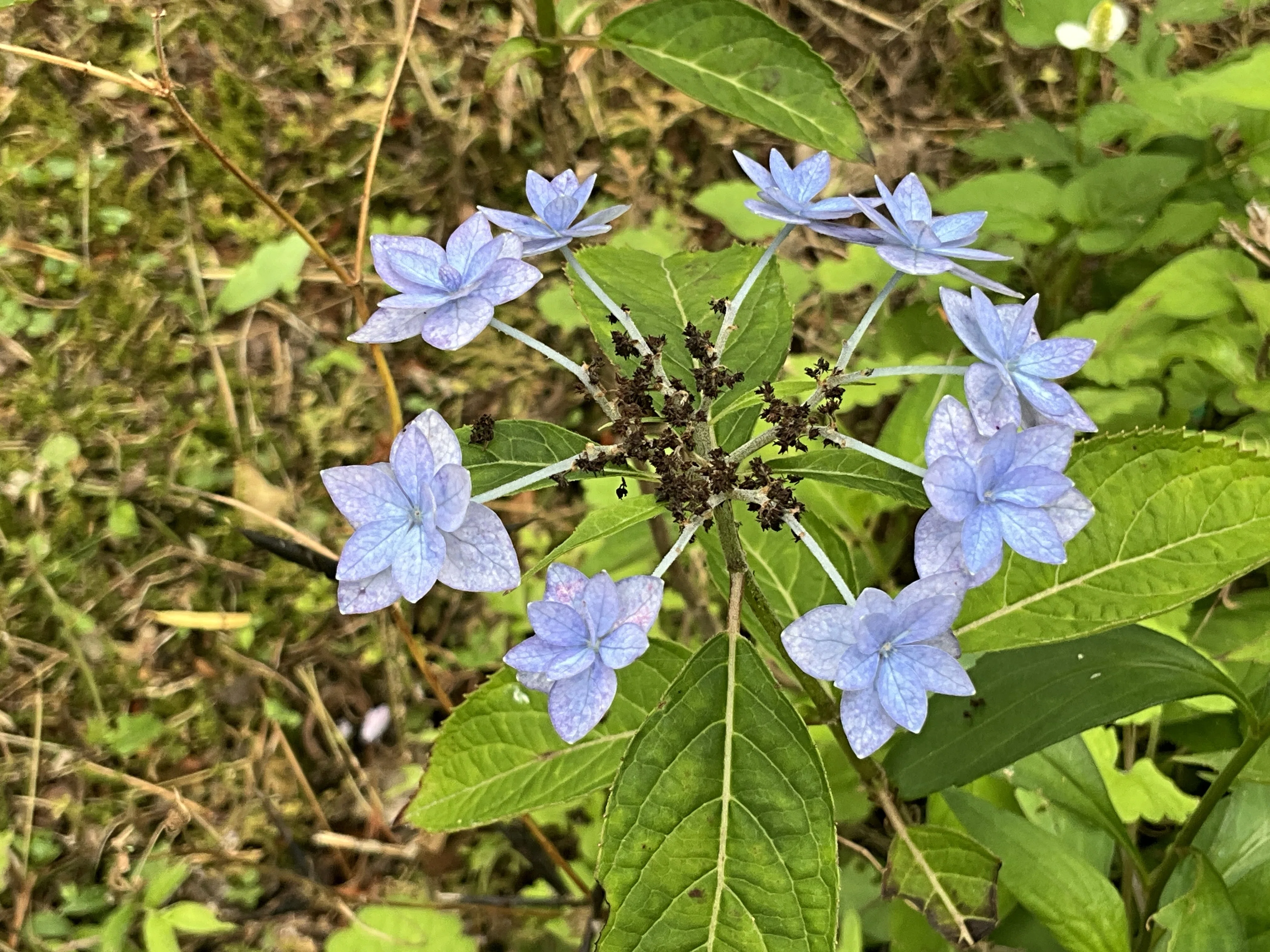 七段花（京都府立植物園）：2026年6月1日（月）｜藤井秀昭（『京都居候