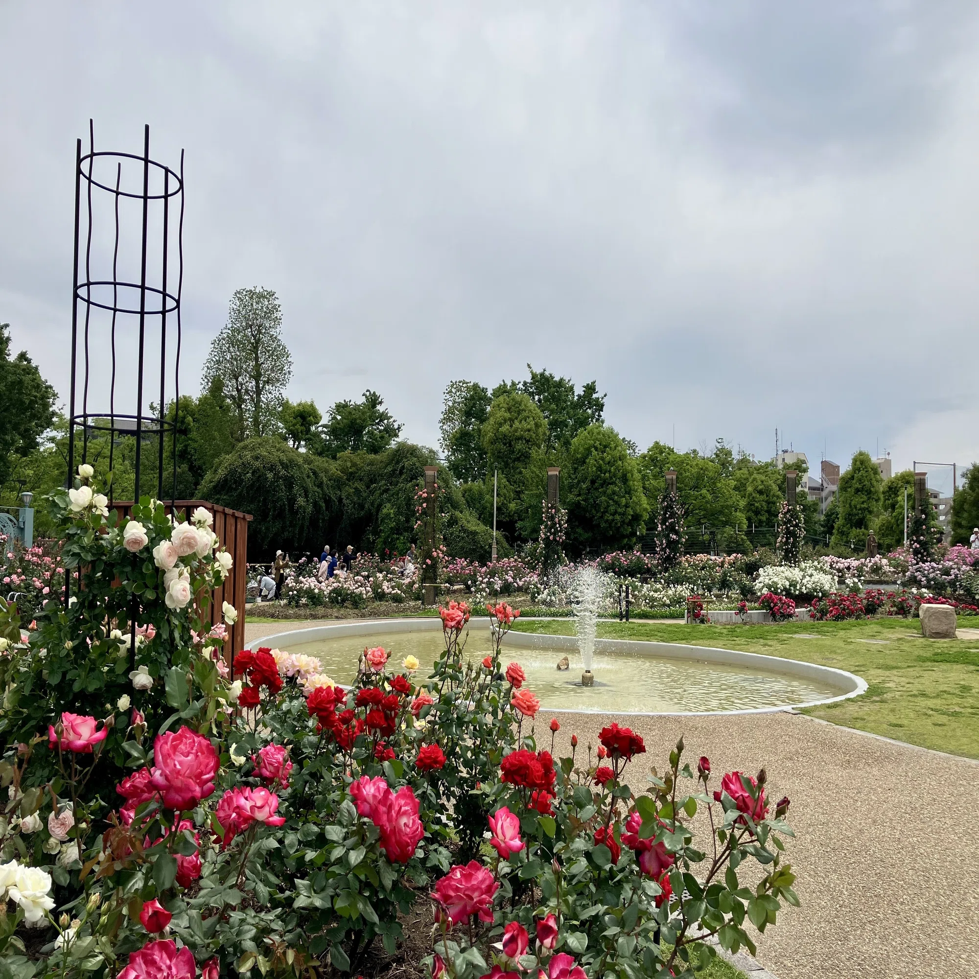 若園 公園 バラ 園