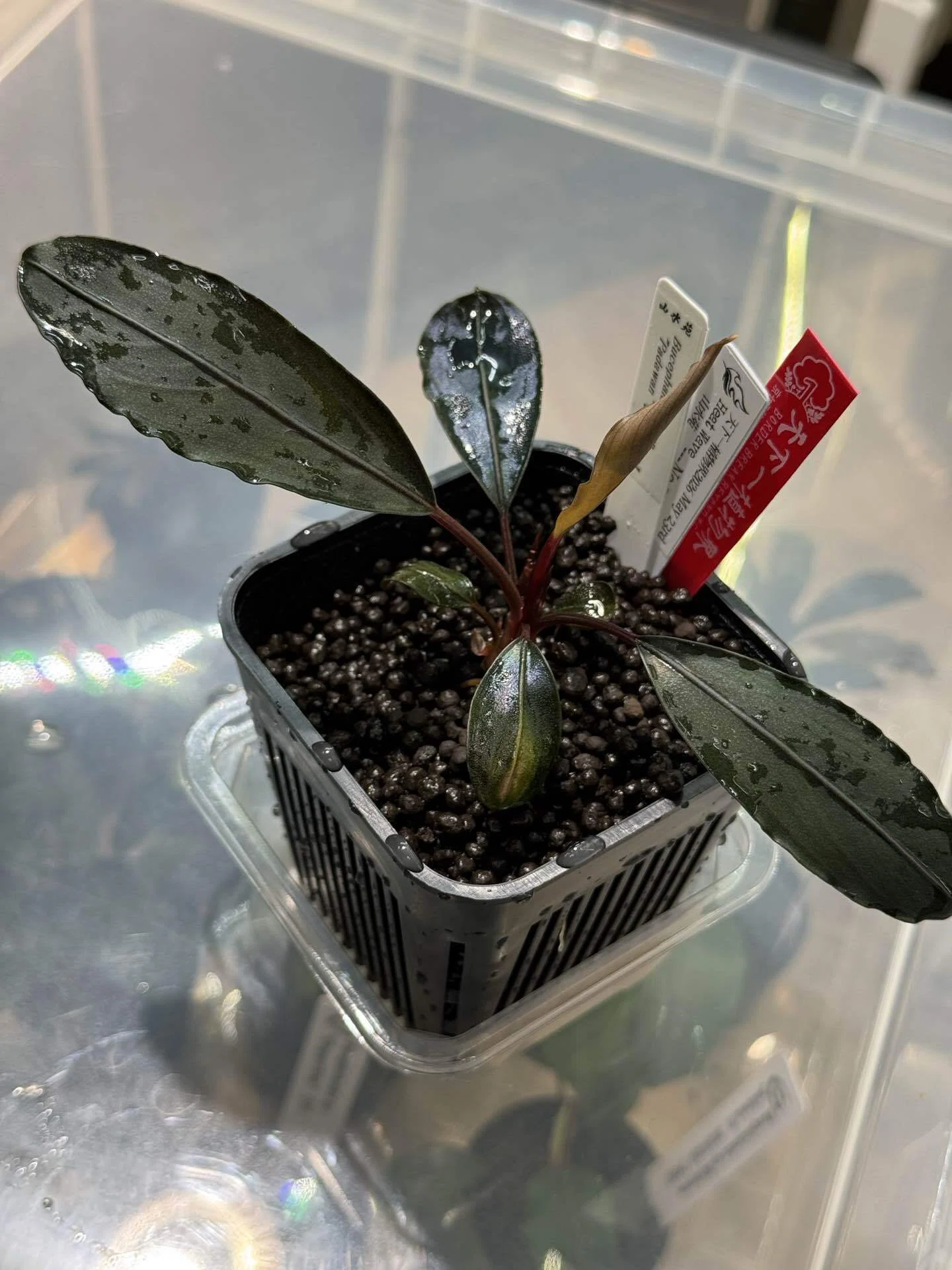 ⭐︎第六回 天下一植物界⭐︎｜GEN