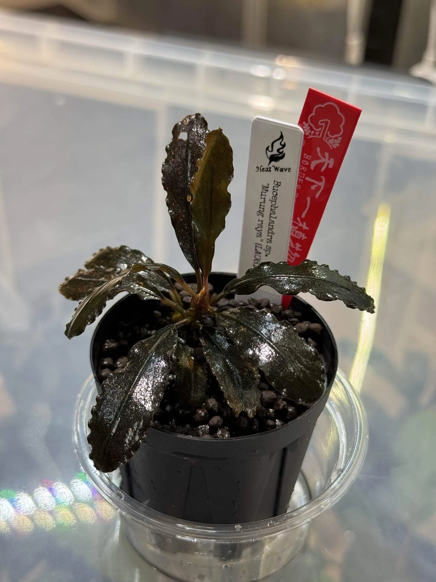 ⭐︎第六回 天下一植物界⭐︎｜GEN
