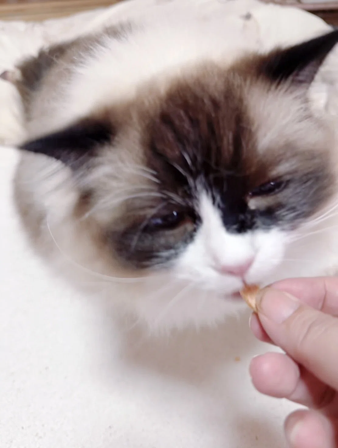 26/5/28】3日で完売😭にゃんドライを夢中で食べるらいが🐟｜ラグドール