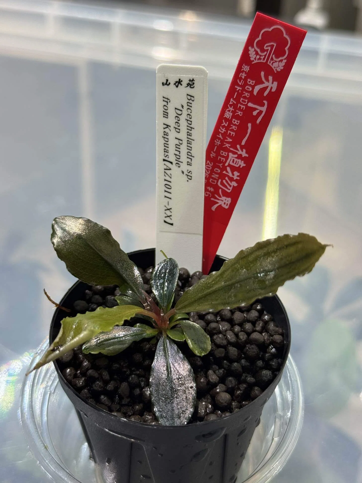 ⭐︎第六回 天下一植物界⭐︎｜GEN