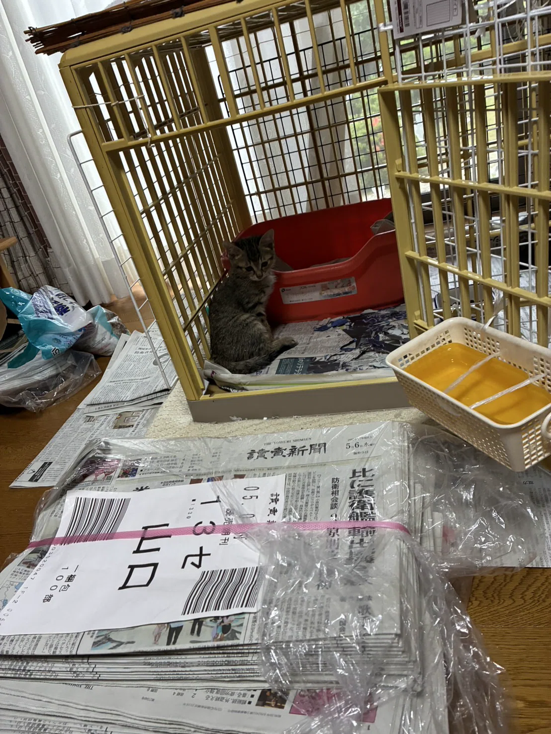2026.05.28【ペット部門】保護ねこボランティア宅に新聞紙をお届け