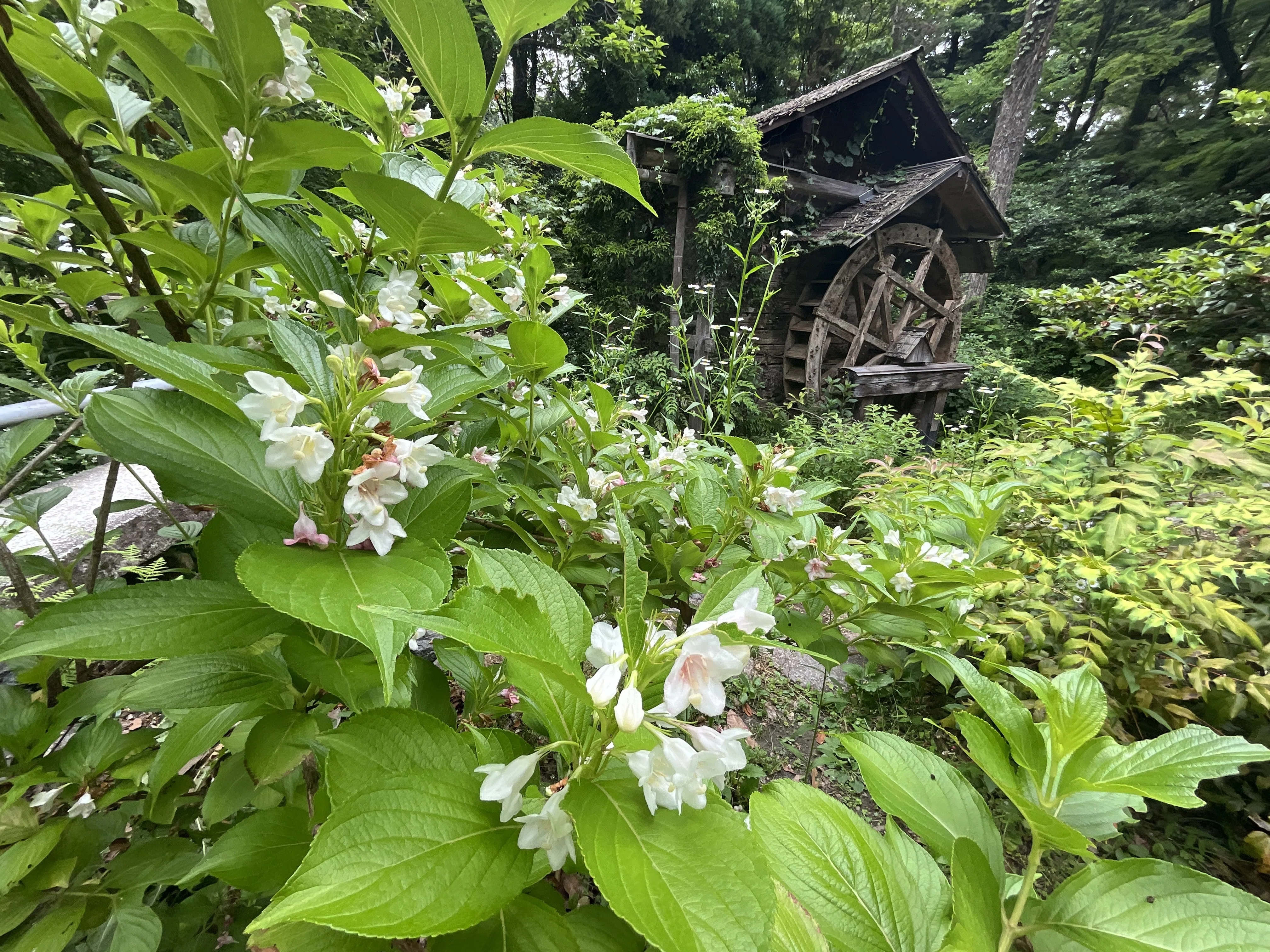 ハコネウツギ（京都府立植物園）：2026年5月31日（日）｜藤井秀昭