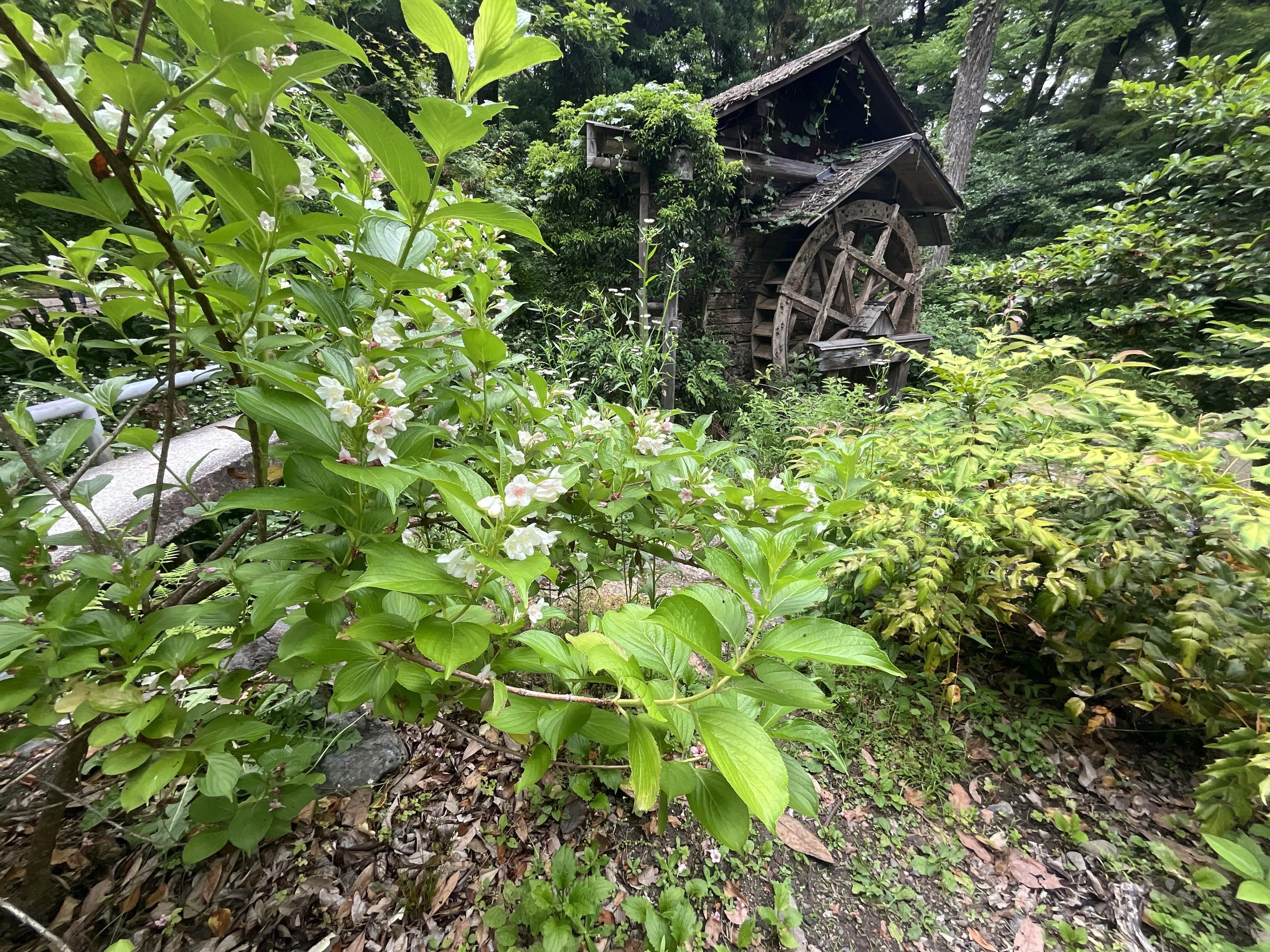 ハコネウツギ（京都府立植物園）：2026年5月31日（日）｜藤井秀昭
