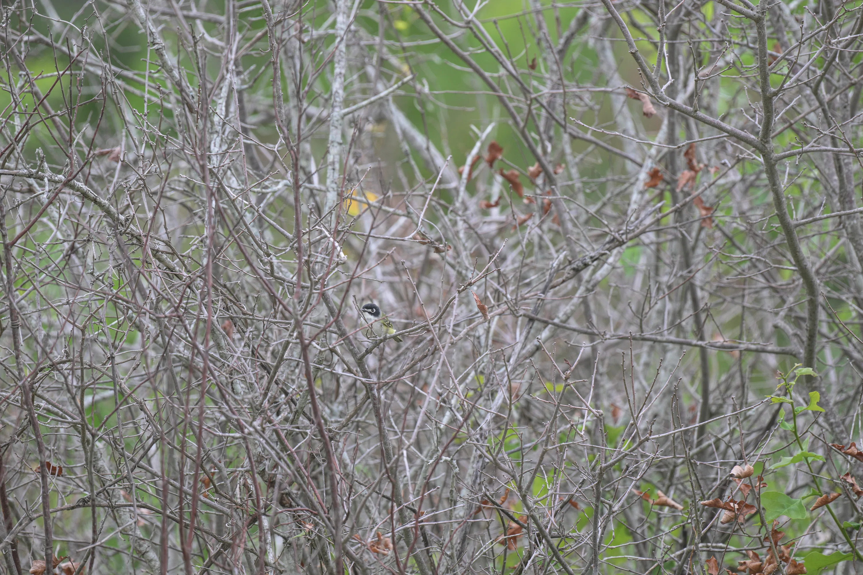 シカゴでバードウォッチング！】 テキサス編 6 Black-capped Vireo