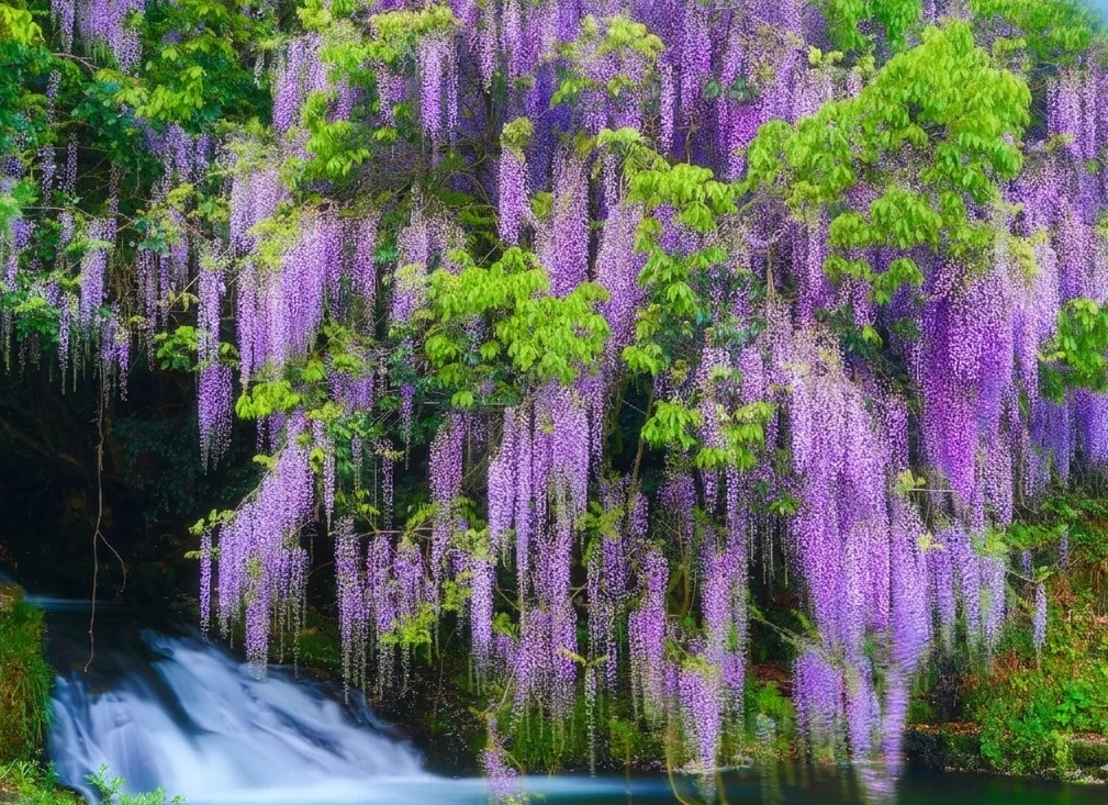 Yamaguchi Prefecture, Niho] To the 'Ikkan-no-Fuji' Wisteria, a