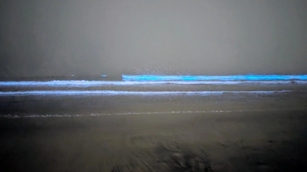 夜光虫｣【鎌倉雑感】｜水谷俊樹