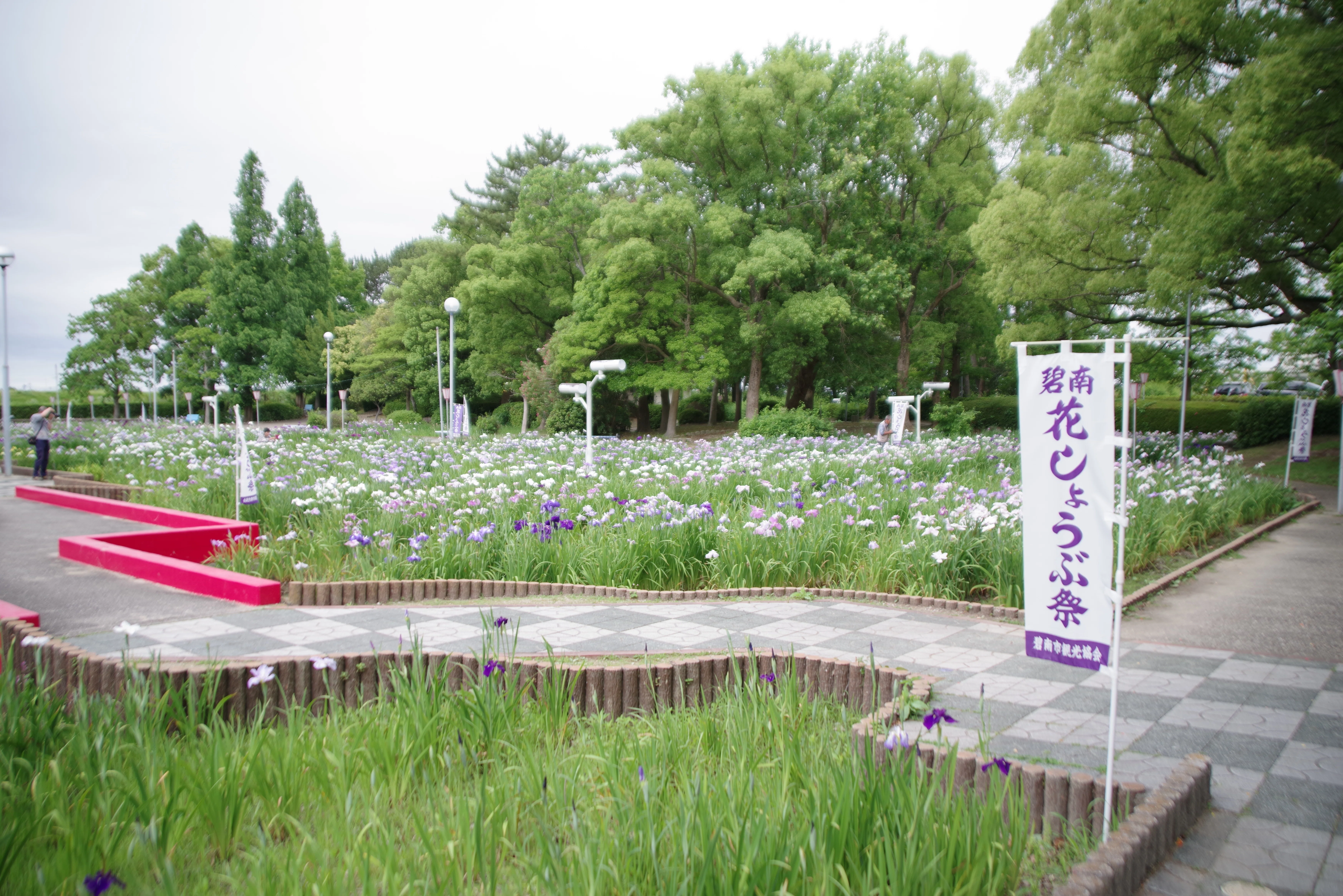 久しぶりに花菖蒲を撮りました｜セるしうす