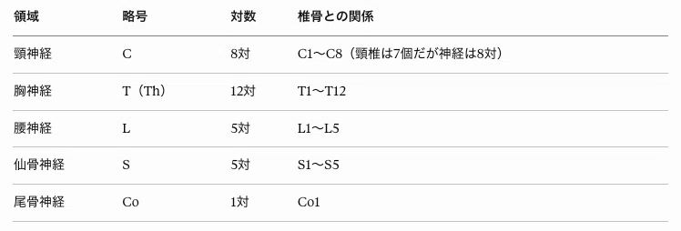 脊髄神経31対の基本構造