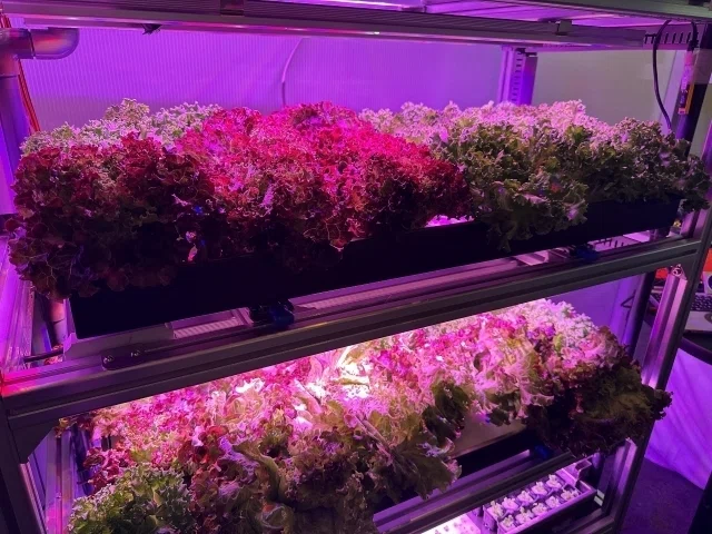 植物工場で栽培されたレタス