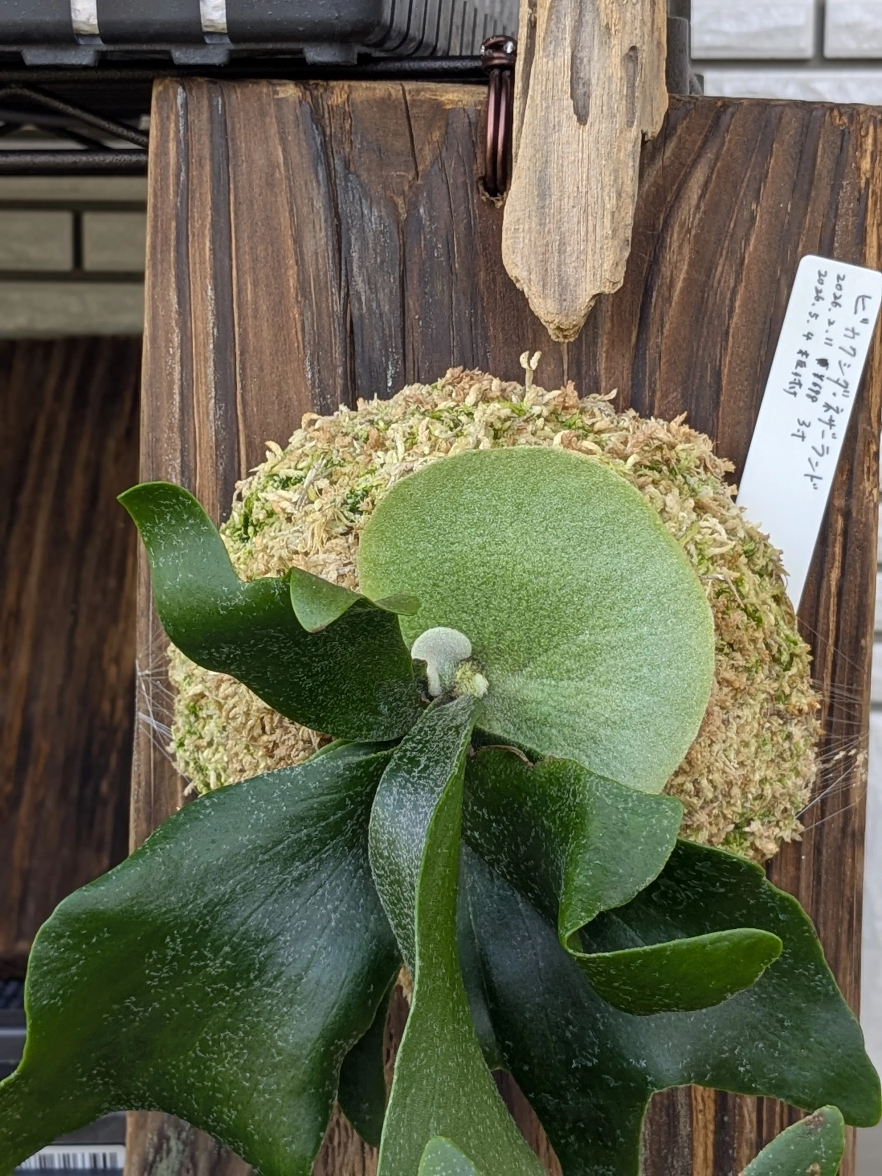 ビカクシダ】板付したネザーランドに嬉しい変化！貯水葉の成長と、新た