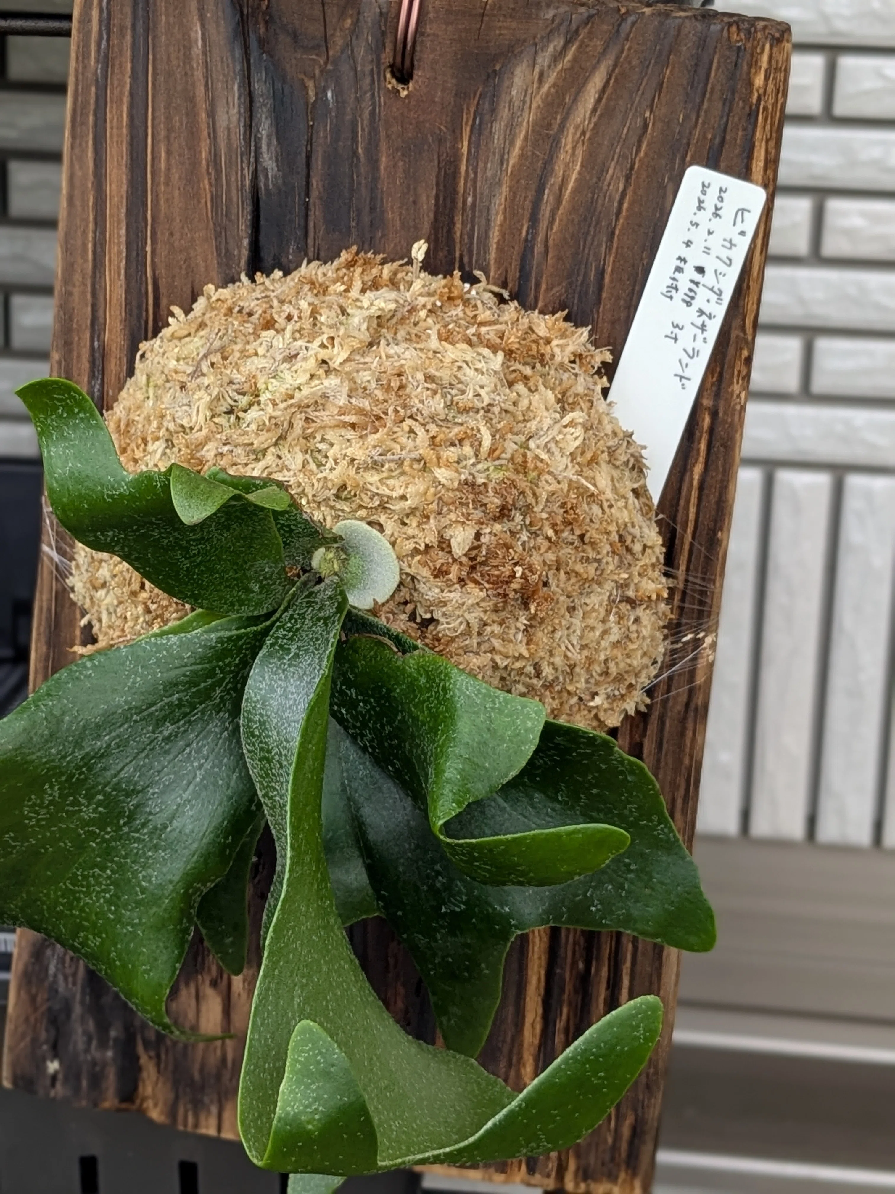 ビカクシダ】板付したネザーランドに嬉しい変化！貯水葉の成長と、新た