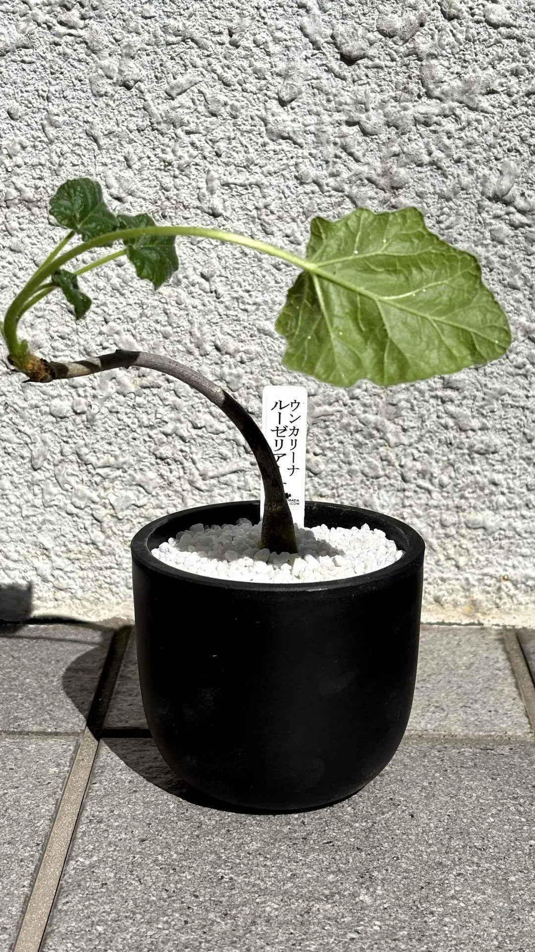 ウンカリーナ|ルーズリアナ|ボタニカルローション🧴｜cova 塊根植物に