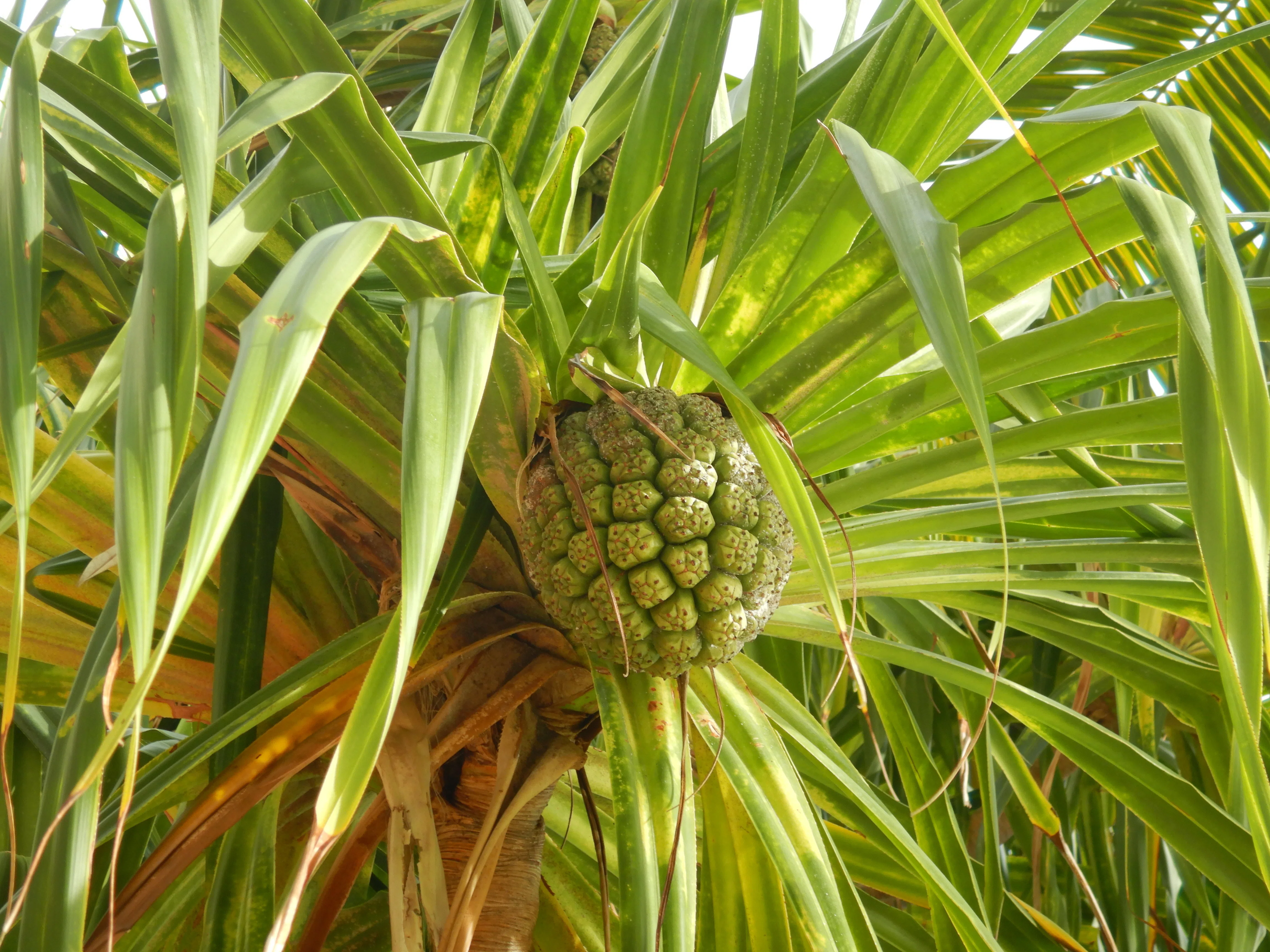 ハワイの植物⑧ハワイ諸島の固有種と在来種｜Susie@Honolulu, Hawaii