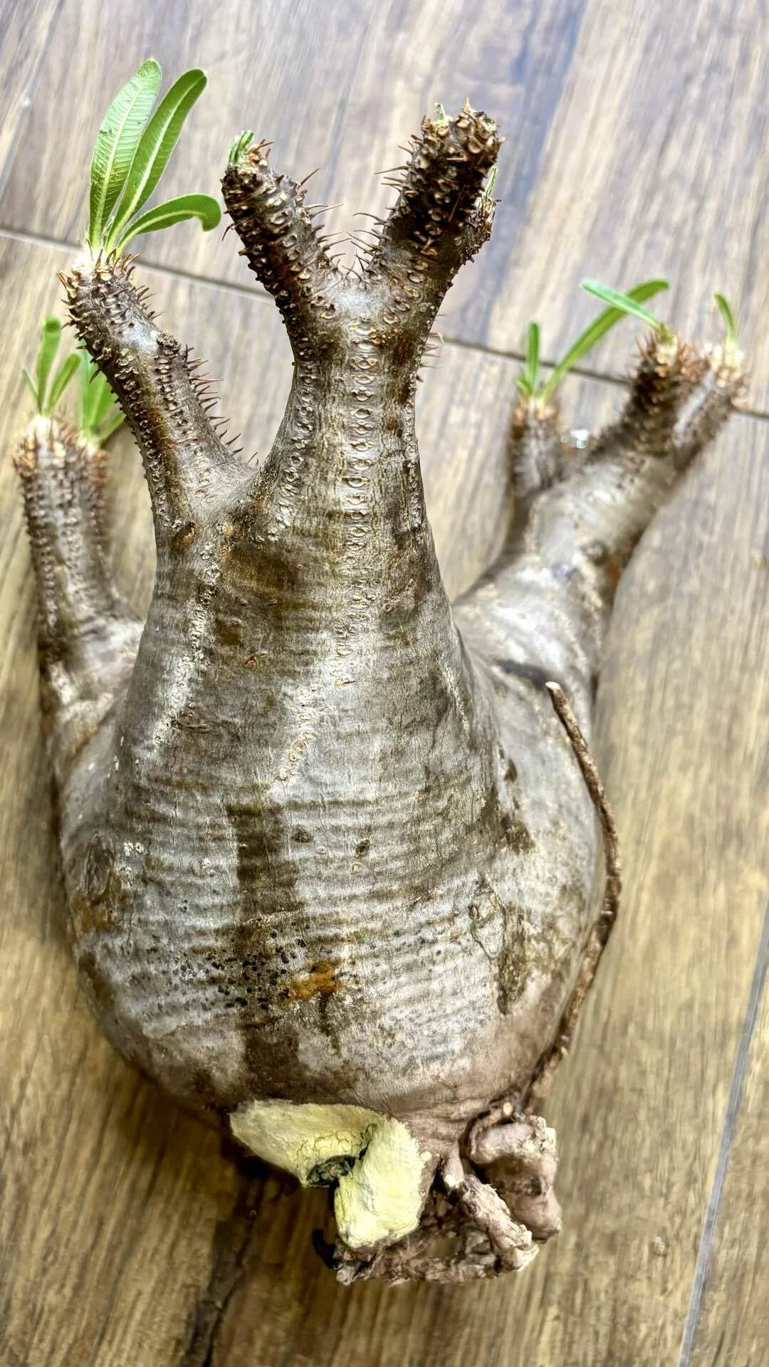 パキポディウム|グラキリス|発根⁉️｜cova 塊根植物に沼った美容師の独り言