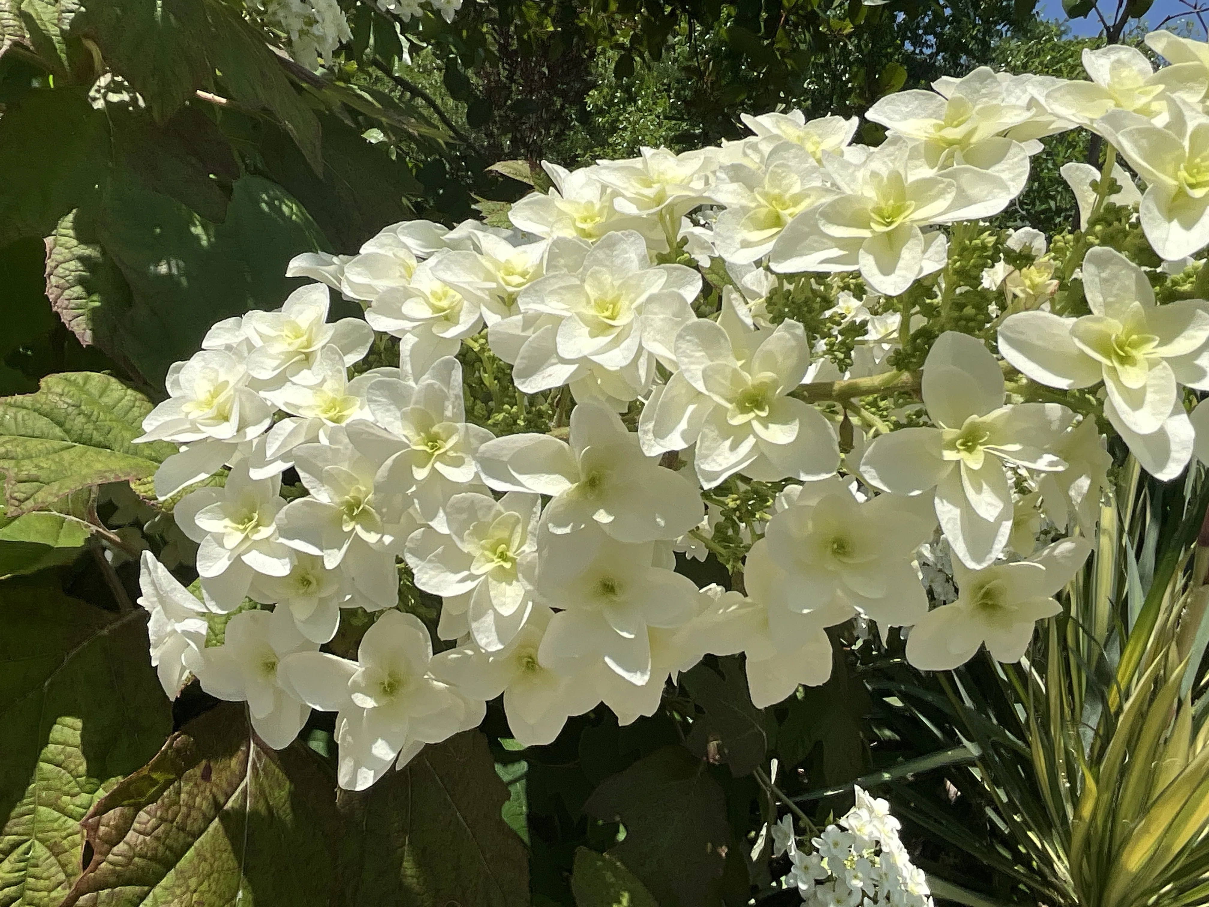 カシワバアジサイ（京都府立植物園）：2026年5月28日（木）｜藤井秀昭