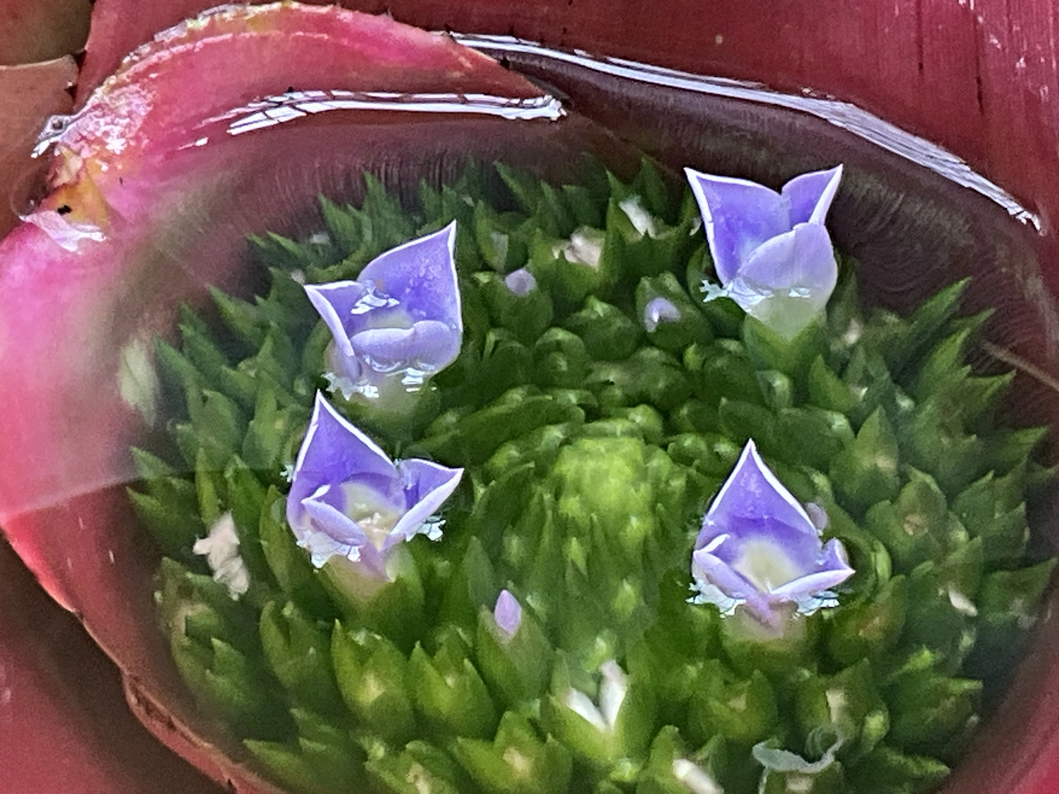 ネオレゲリア・ロゼア（水を抱えるロゼット）（京都府立植物園）：2026