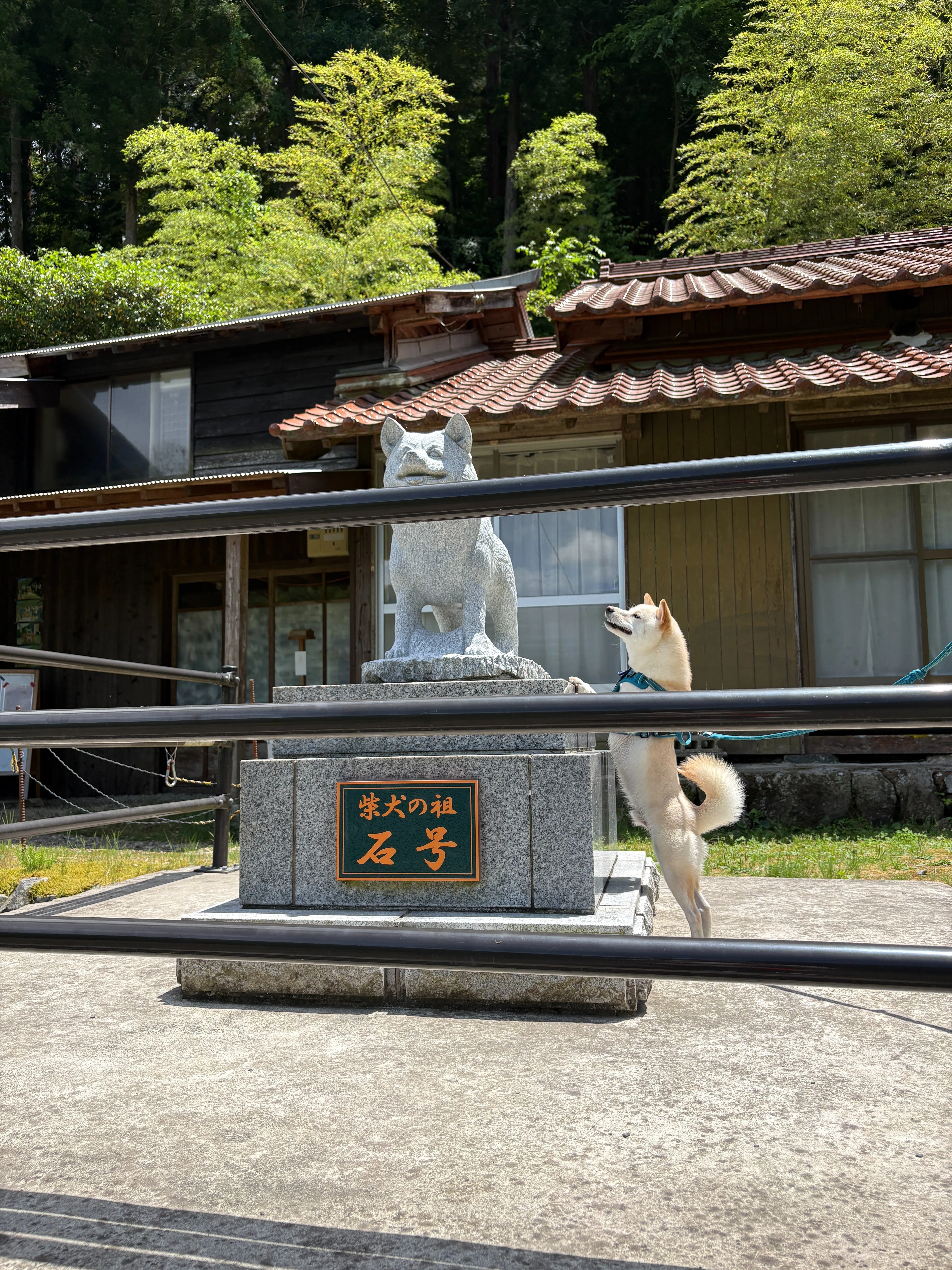 犬連れ旅行③】初の島根旅行記│柴犬の聖地「石号の里」～ 出雲大社