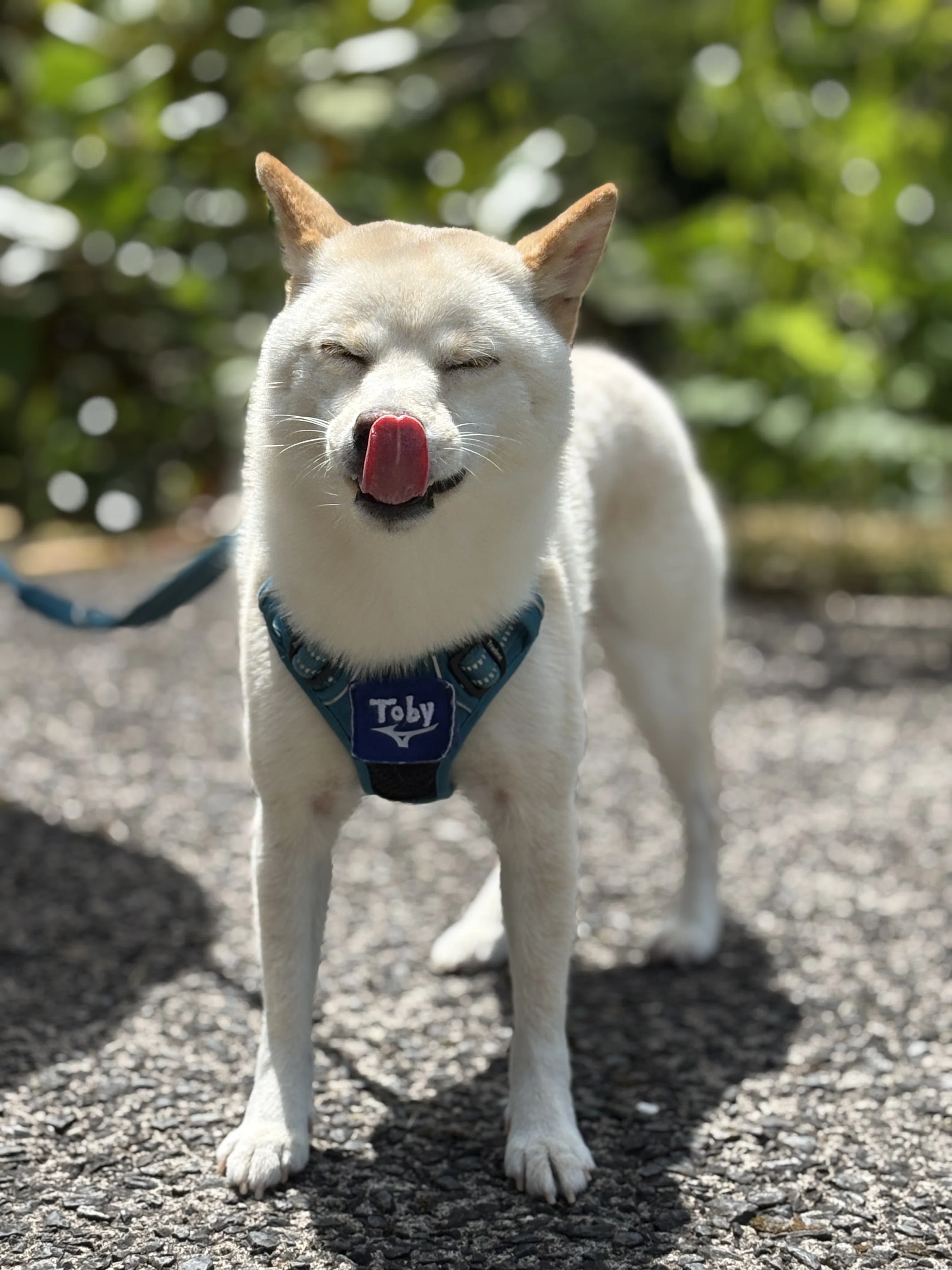 犬連れ旅行③】初の島根旅行記│柴犬の聖地「石号の里」～ 出雲大社