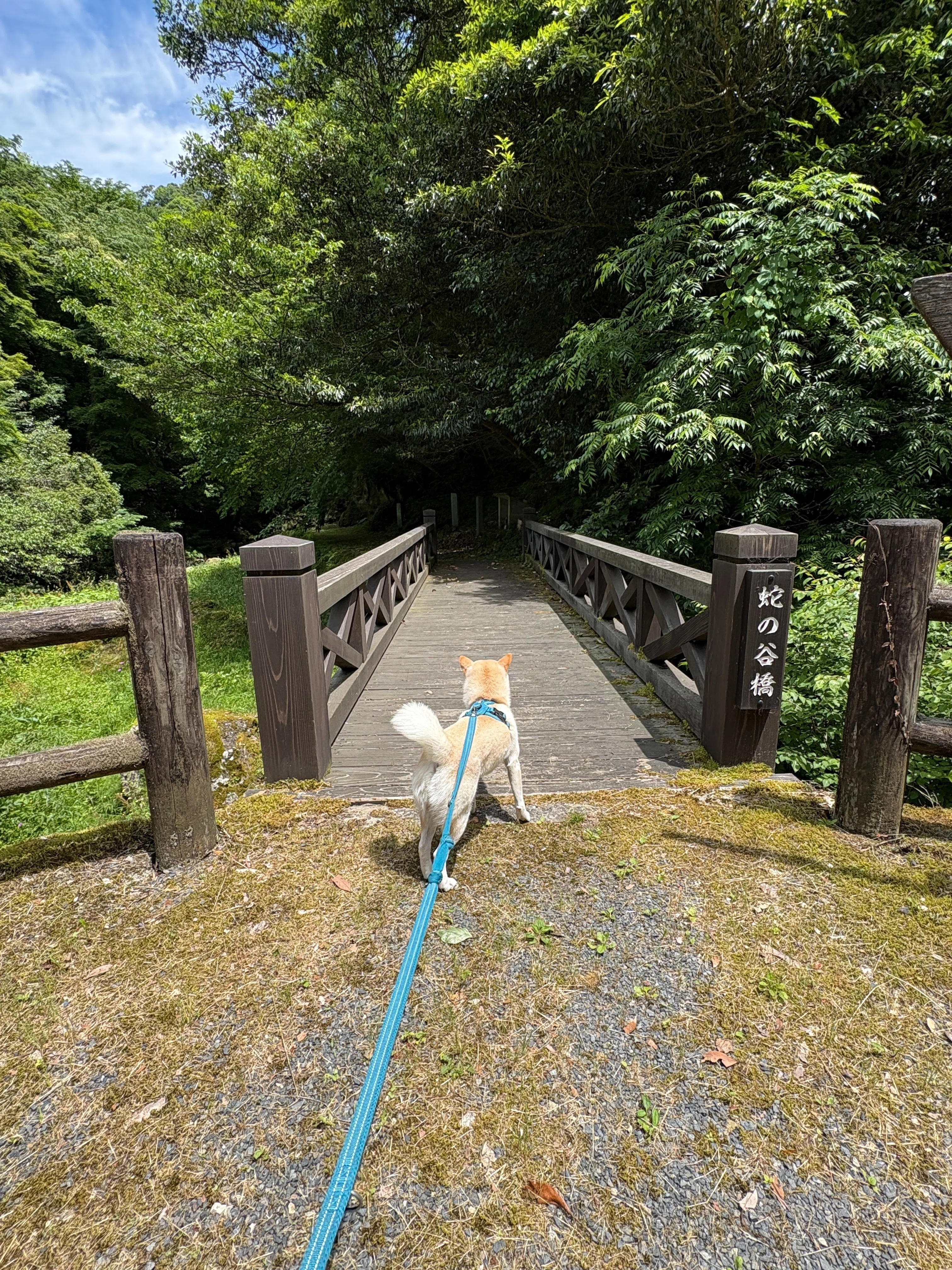 犬連れ旅行③】初の島根旅行記│柴犬の聖地「石号の里」～ 出雲大社