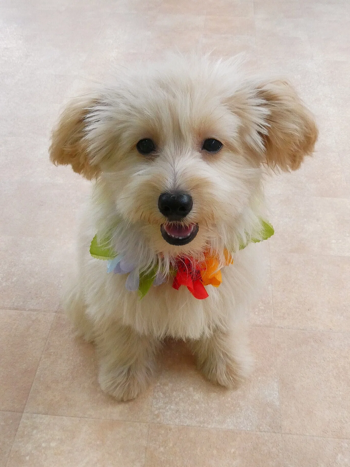 新入犬の、MIX（ポメラニアン×トイプードル）の【モカくん】＆MIX