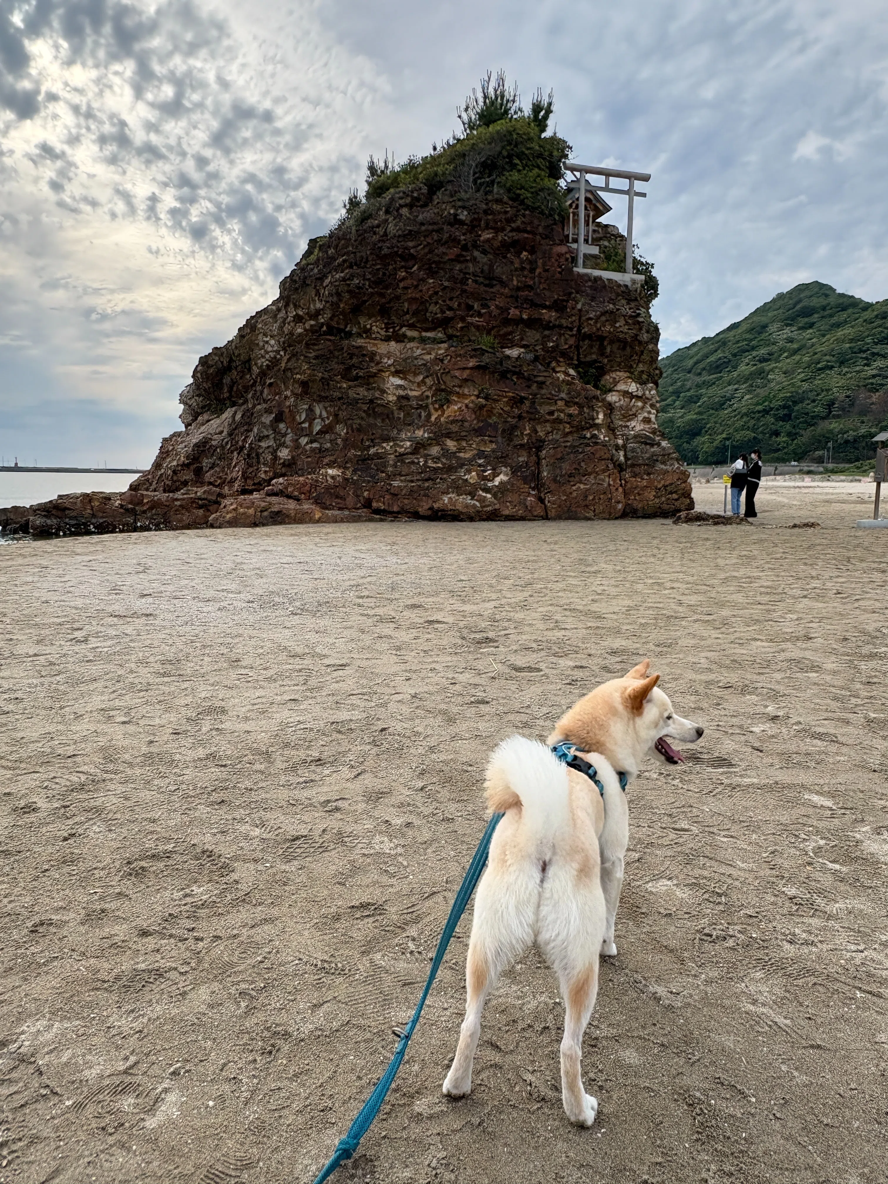 犬連れ旅行③】初の島根旅行記│柴犬の聖地「石号の里」～ 出雲大社