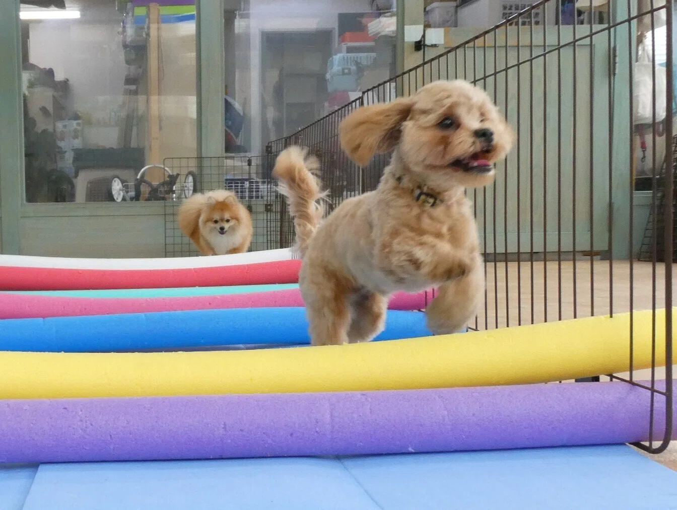 新入犬の、MIX（ポメラニアン×トイプードル）の【モカくん】＆MIX