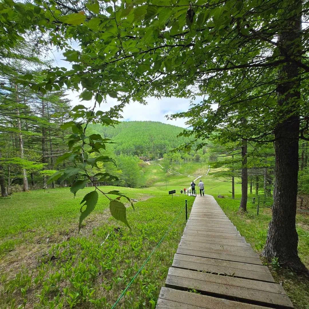 入笠山へカマナシホテイアツモリソウを見に行ってきました｜ポチョムキン卿