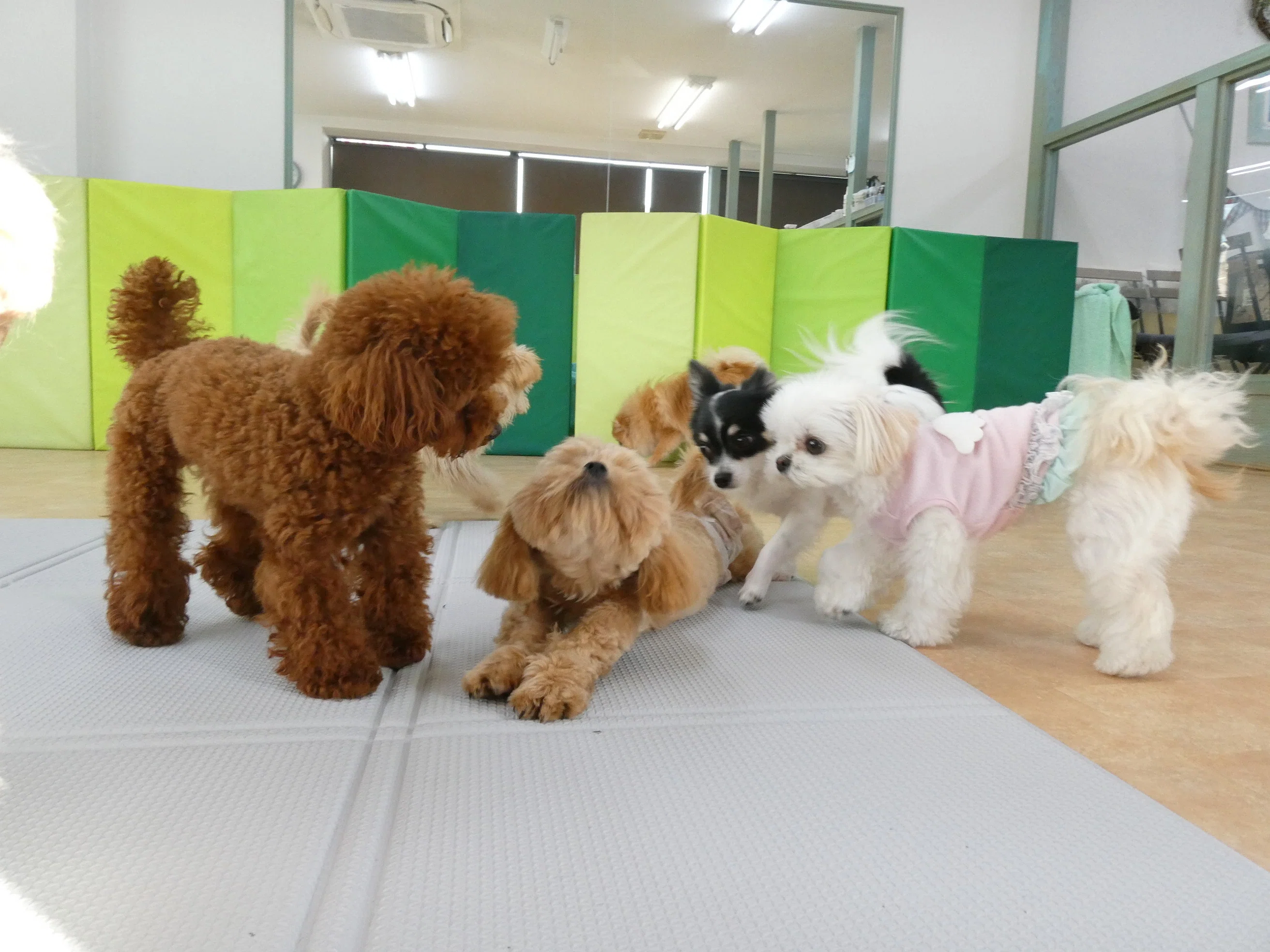 新入犬の、MIX（ポメラニアン×トイプードル）の【モカくん】＆MIX
