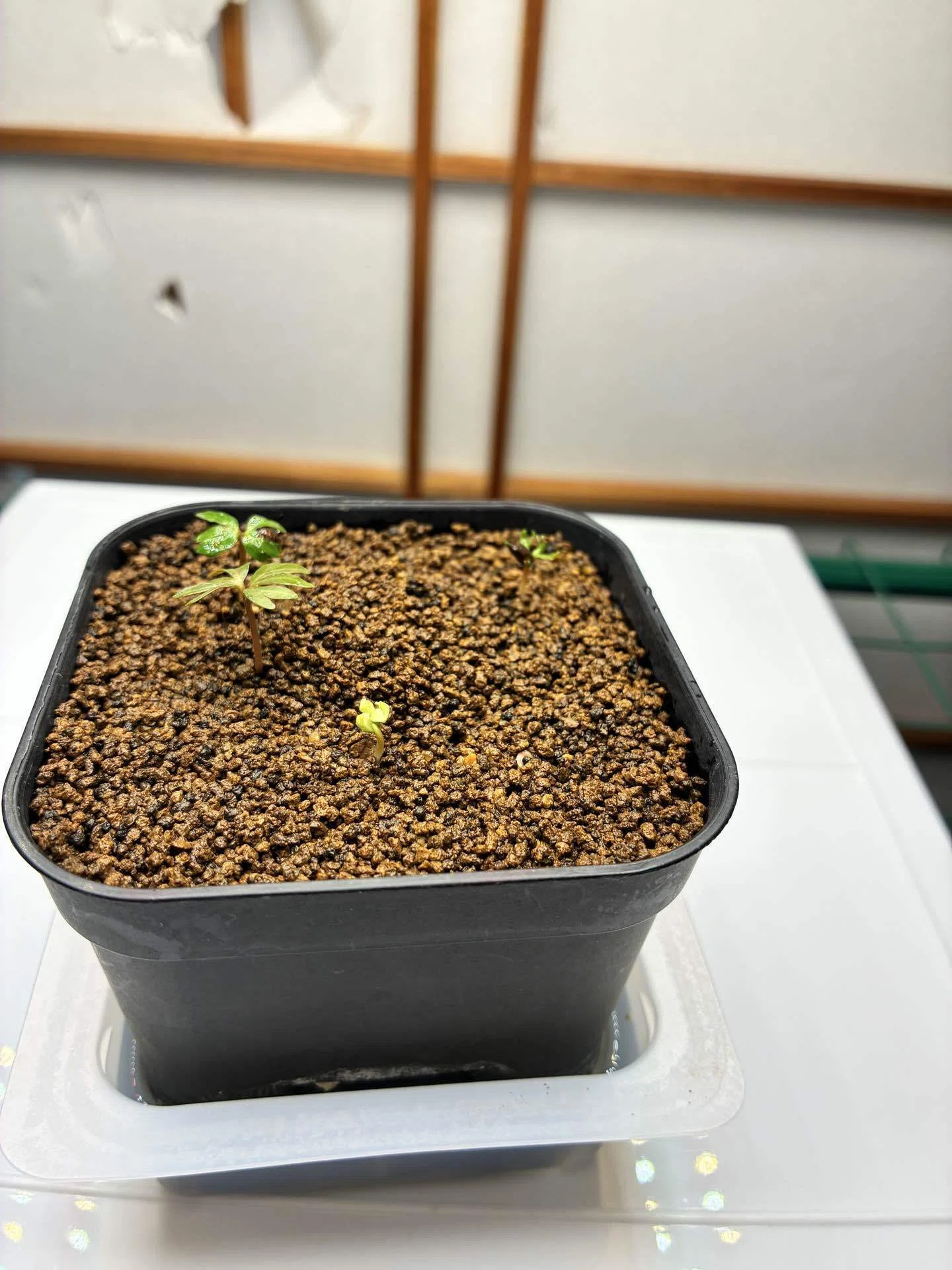 灌木再挑戦！ボスウェリア・ナナ播種日記｜半分本気の塊根日記