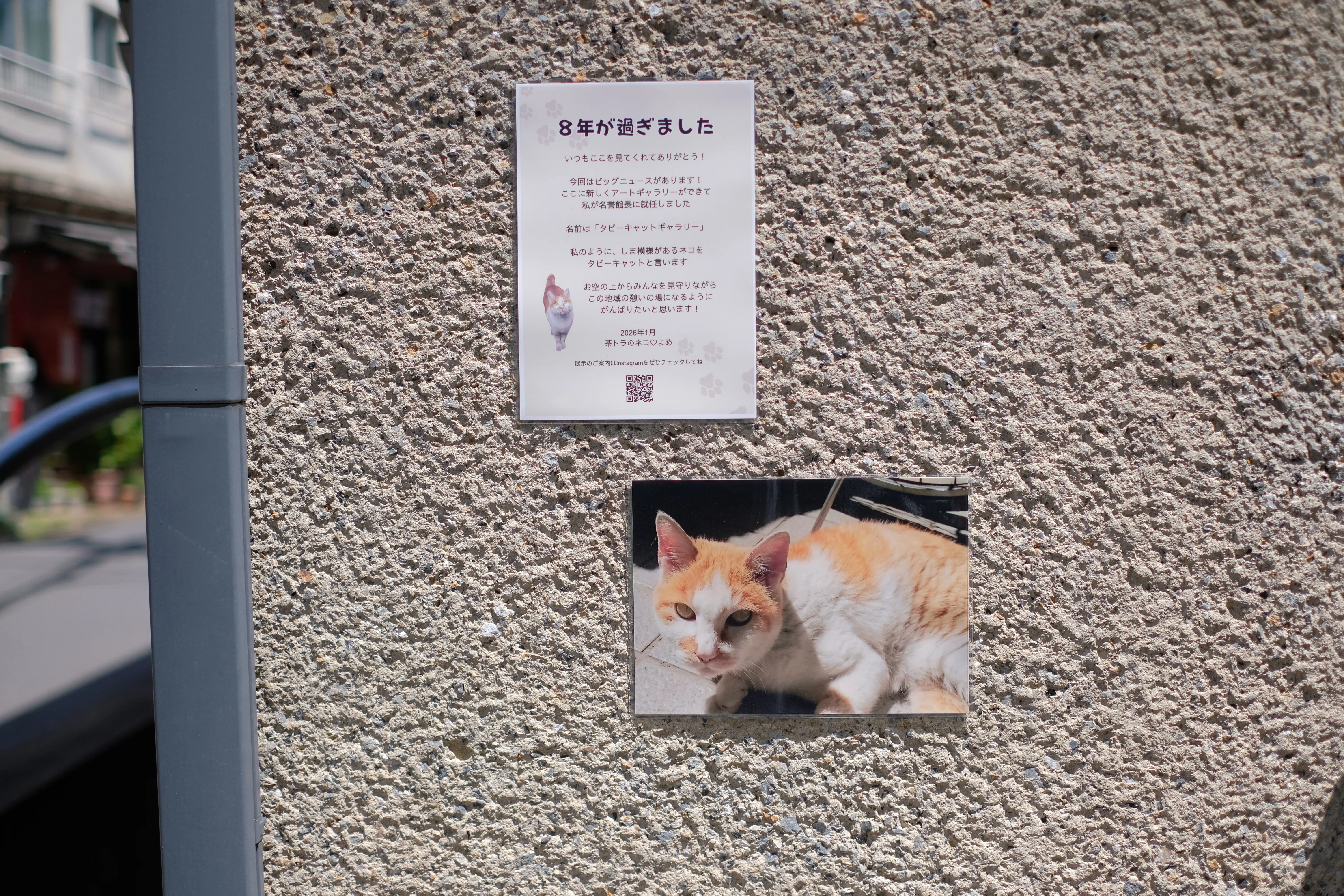 東中野の街で愛された伝説の地域猫「ヨメ」。その役目を引き継ぐ