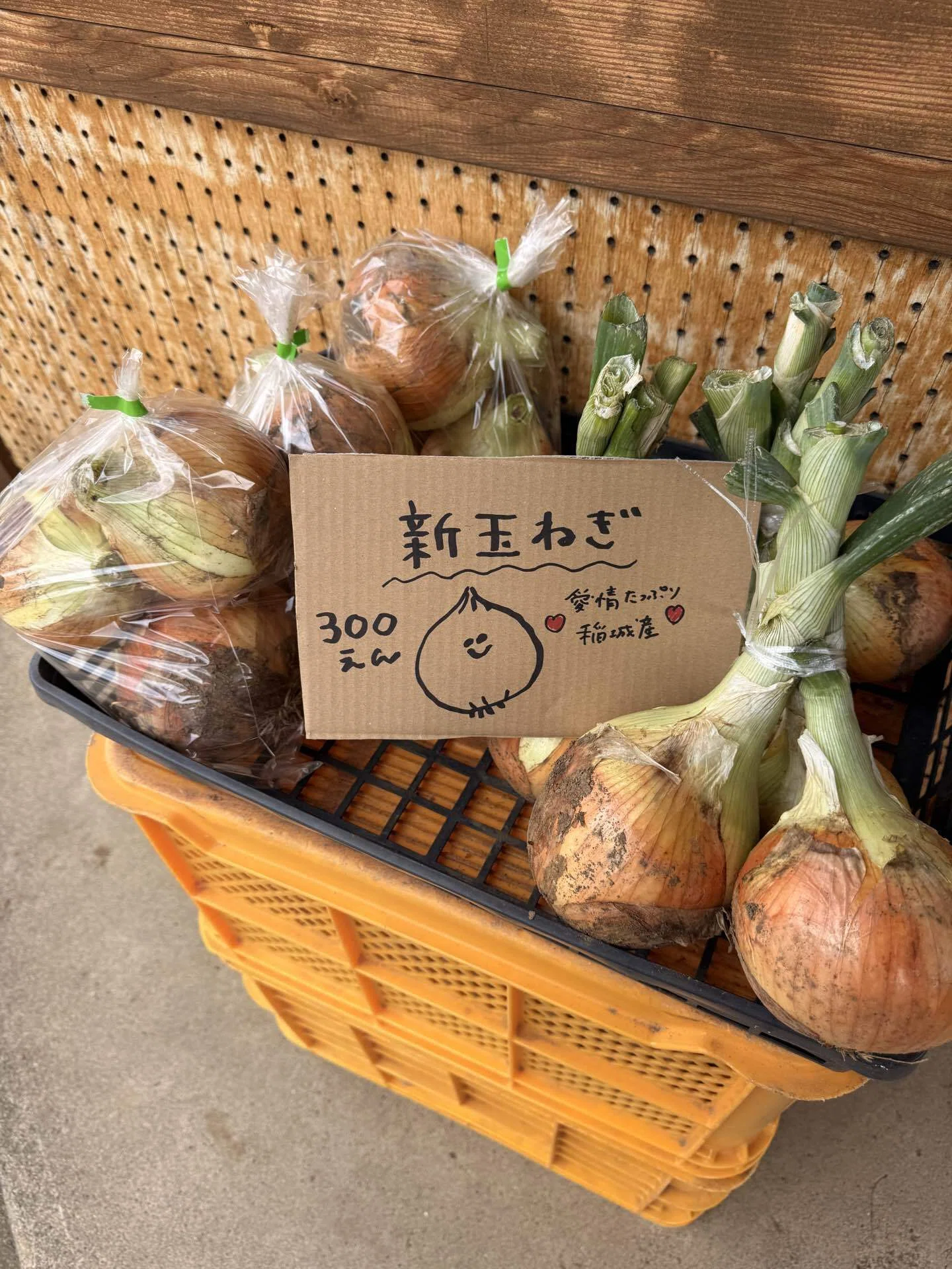 新玉ねぎとぶどうの房作り/グリーンホビーと決めたこと。｜めぐみ