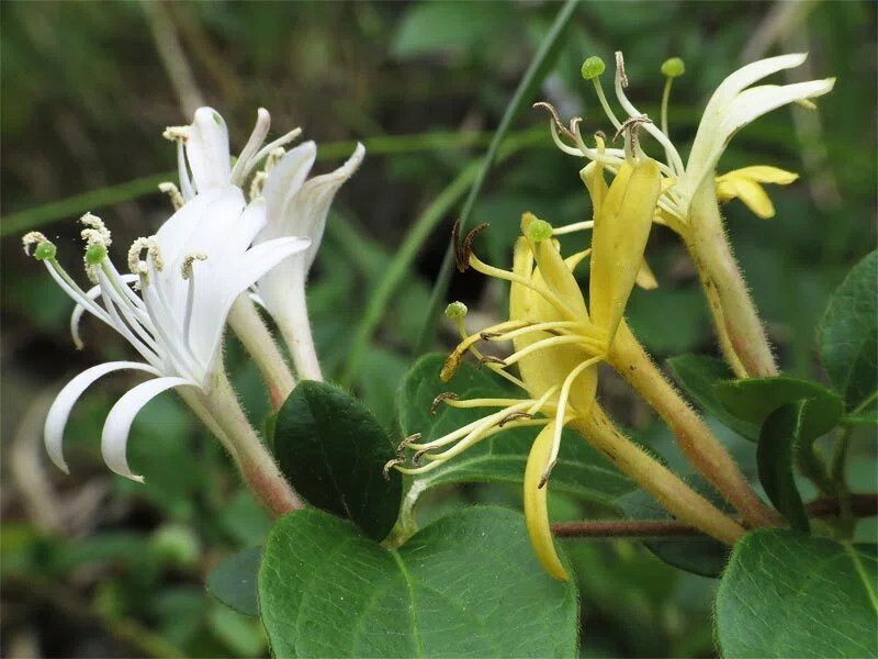 数日 で… 白 から 黄色 に 変わる スイ カズラ （吸い 葛） の… 花